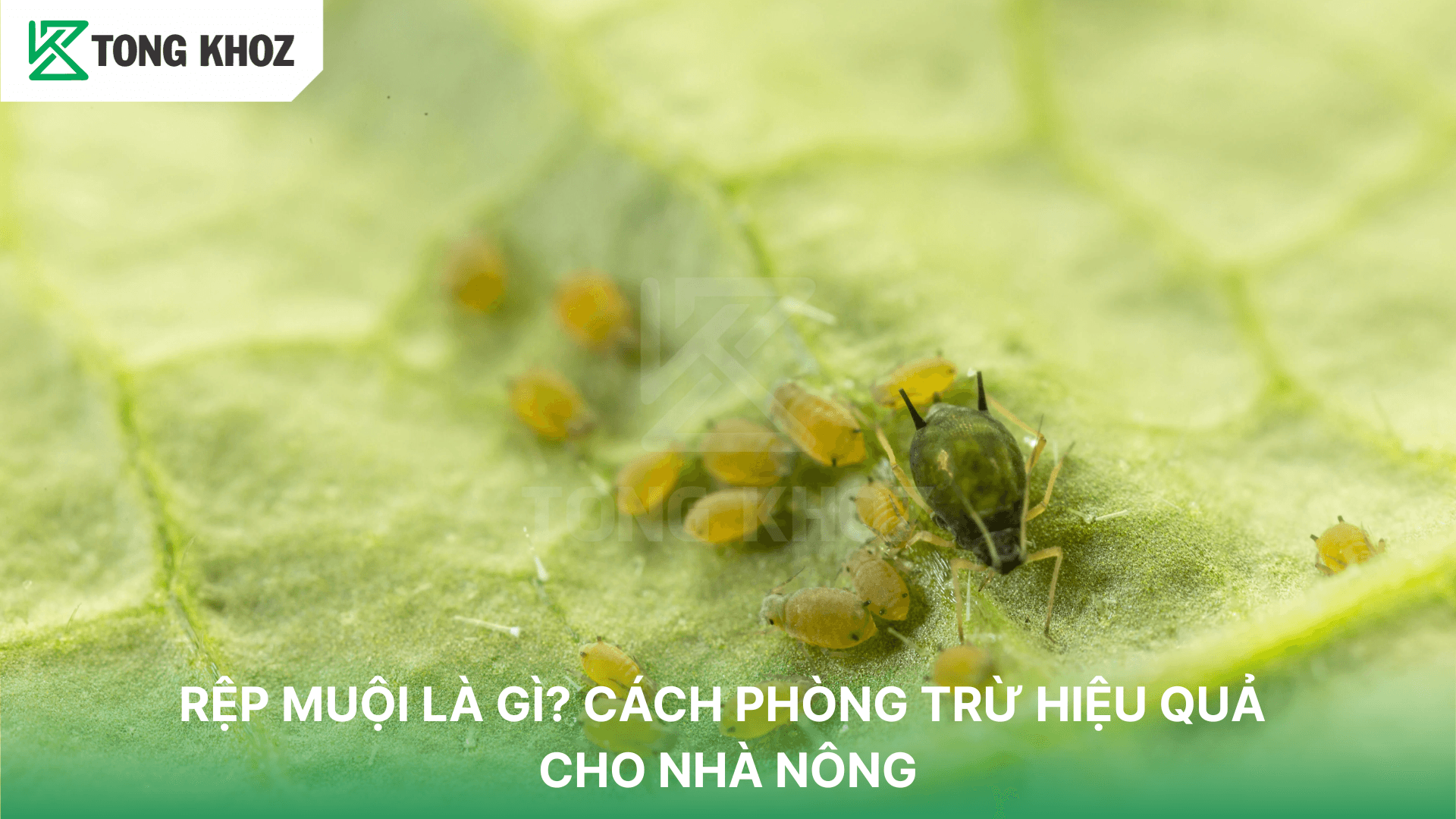 RỆP MUỘI LÀ GÌ? CÁCH PHÒNG TRỪ HIỆU QUẢ CHO NHÀ NÔNG