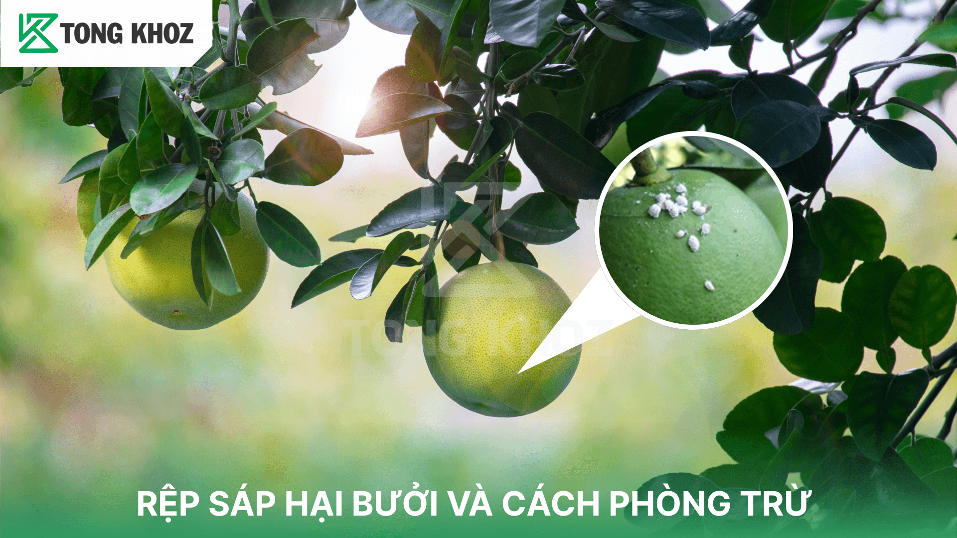 RỆP SÁP HẠI BƯỞI VÀ CÁCH PHÒNG TRỪ