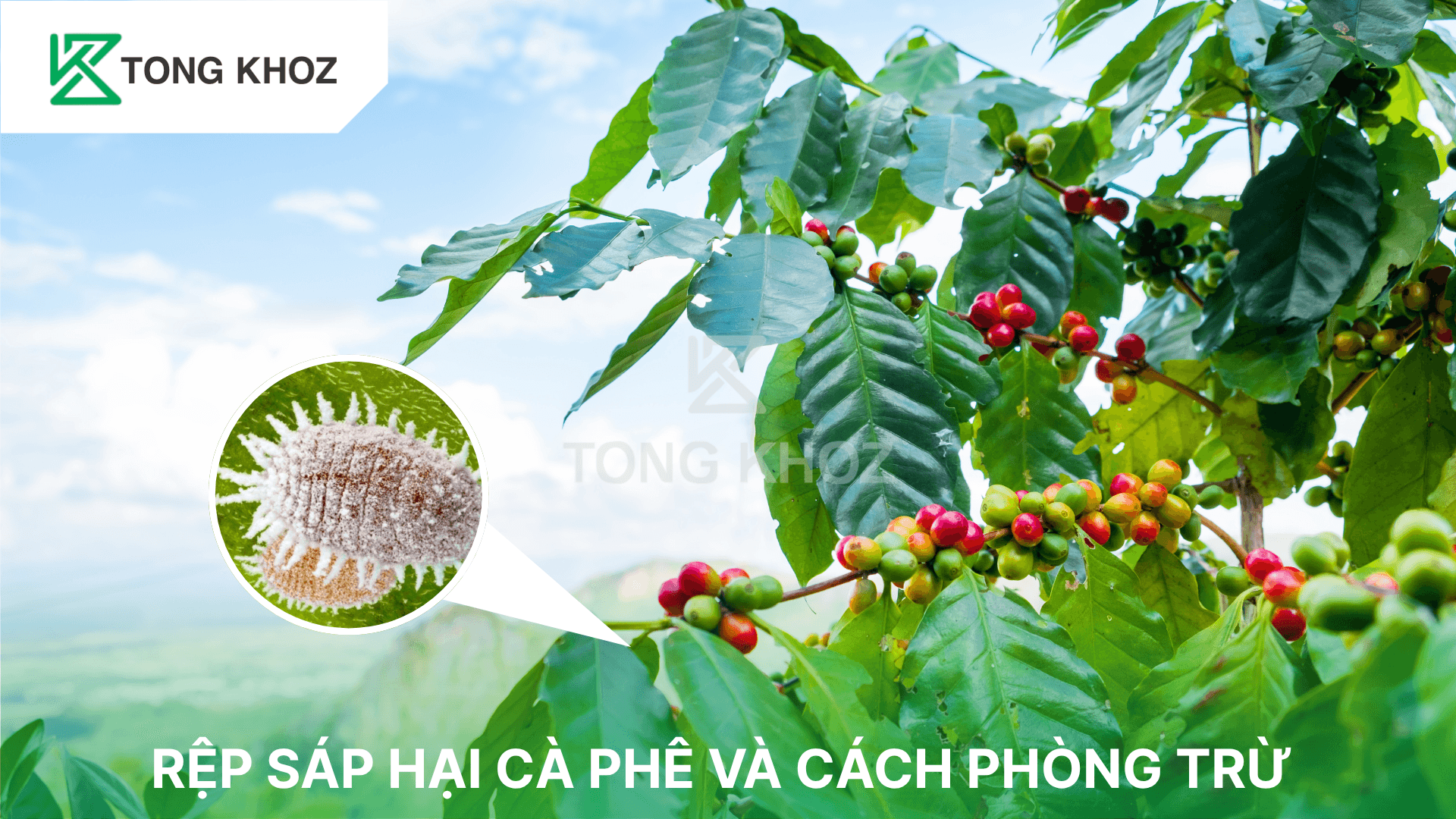 RỆP SÁP HẠI CÀ PHÊ VÀ CÁCH PHÒNG TRỪ