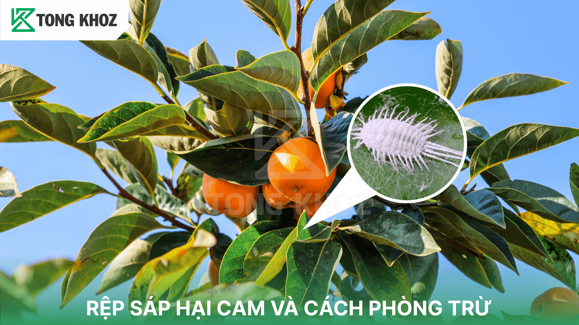 RỆP SÁP HẠI CAM VÀ CÁCH PHÒNG TRỪ