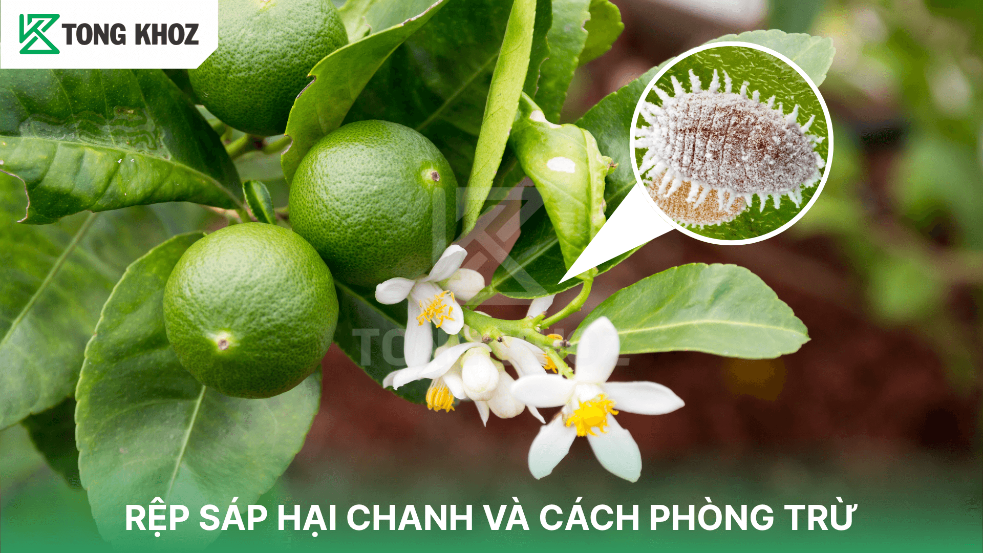 RỆP SÁP HẠI CHANH VÀ CÁCH PHÒNG TRỪ