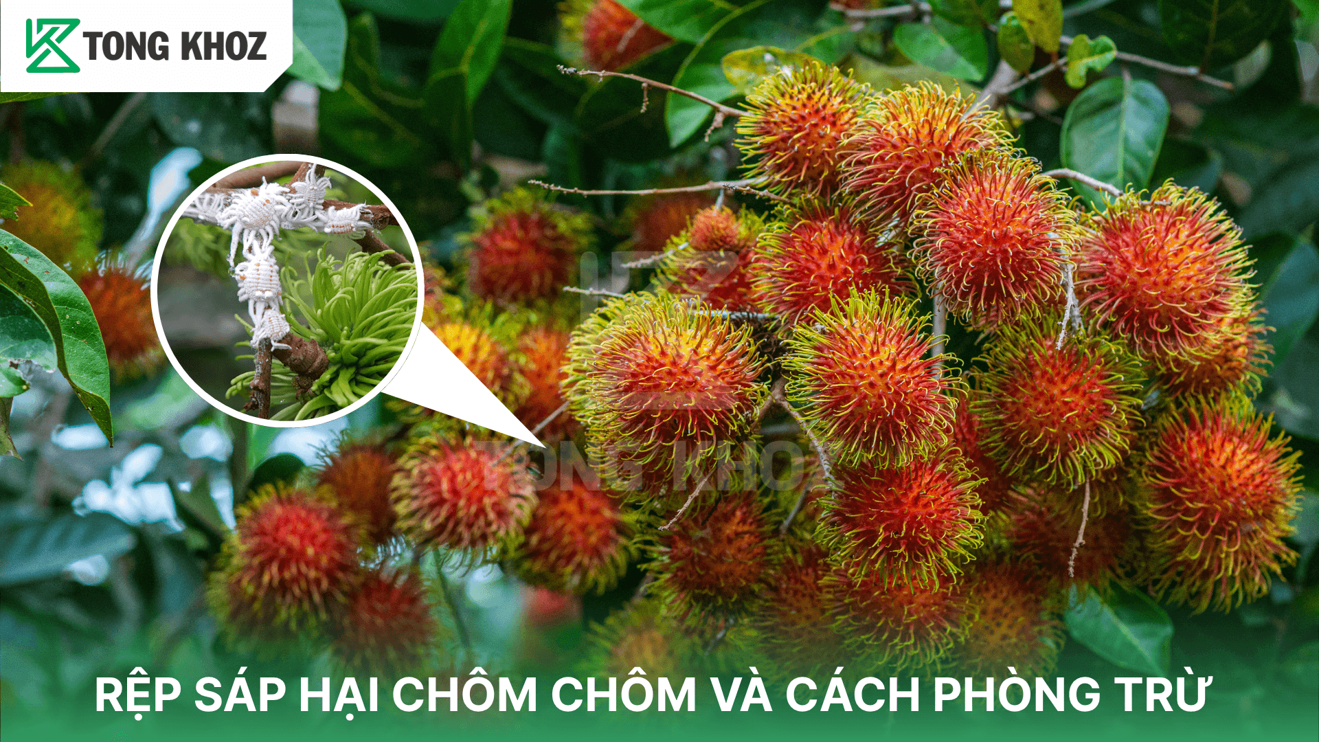 RỆP SÁP HẠI CHÔM CHÔM VÀ CÁCH PHÒNG TRỪ