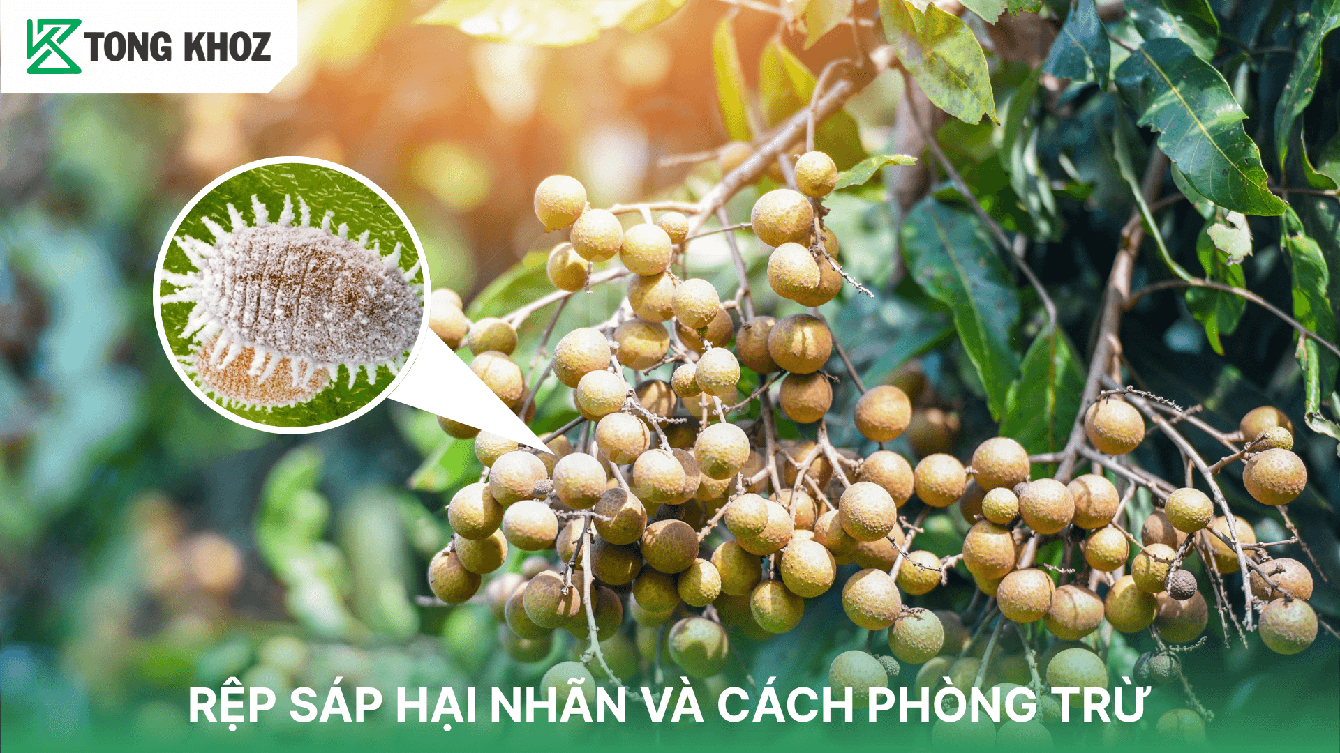 RỆP SÁP HẠI NHÃN VÀ CÁCH PHÒNG TRỪ