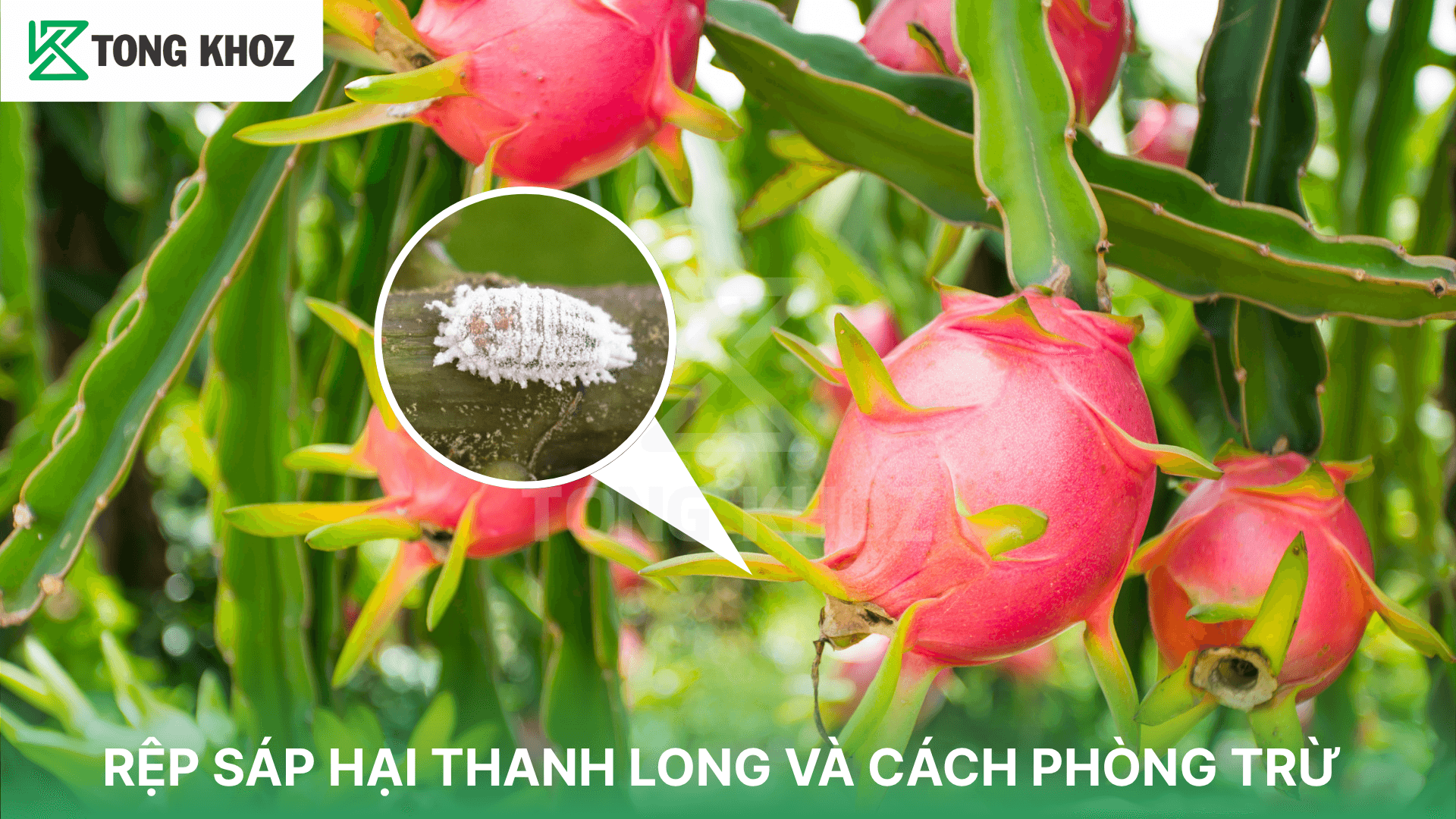 RỆP SÁP HẠI THANH LONG VÀ CÁCH PHÒNG TRỪ