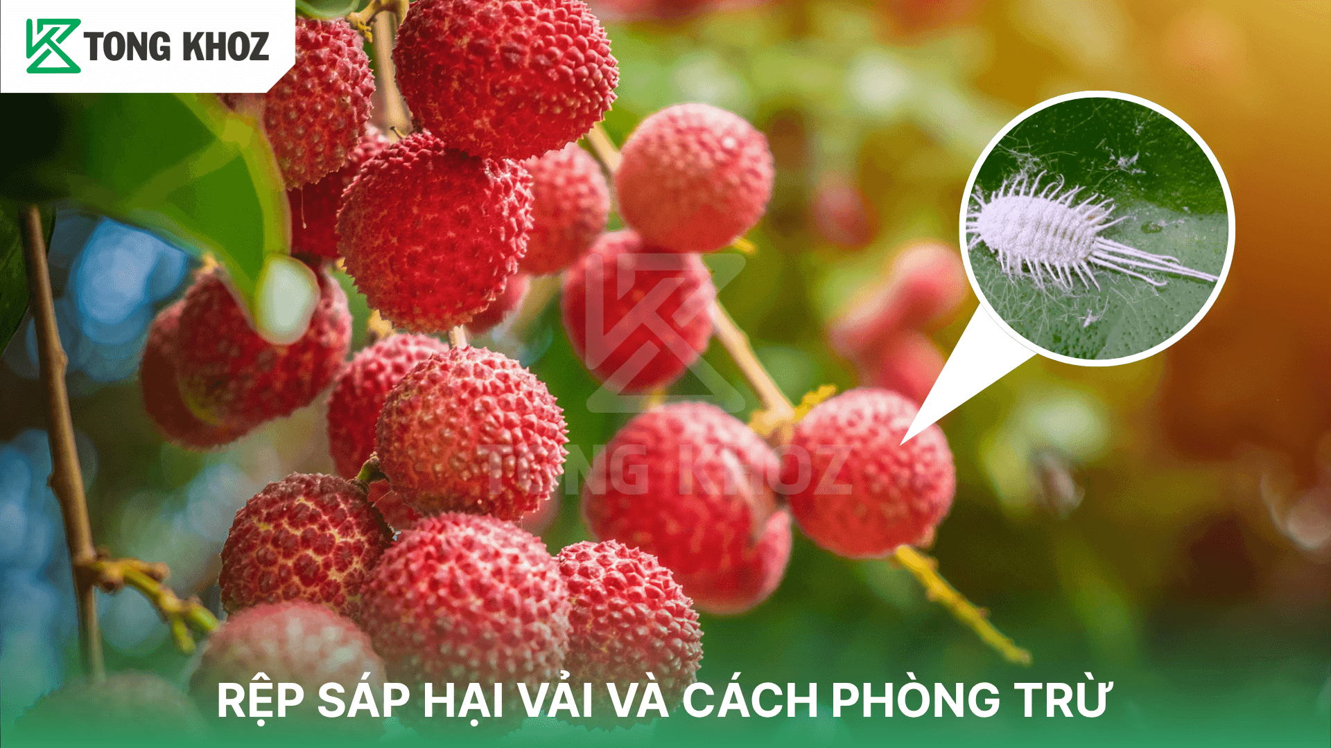RỆP SÁP HẠI VẢI VÀ CÁCH PHÒNG TRỪ