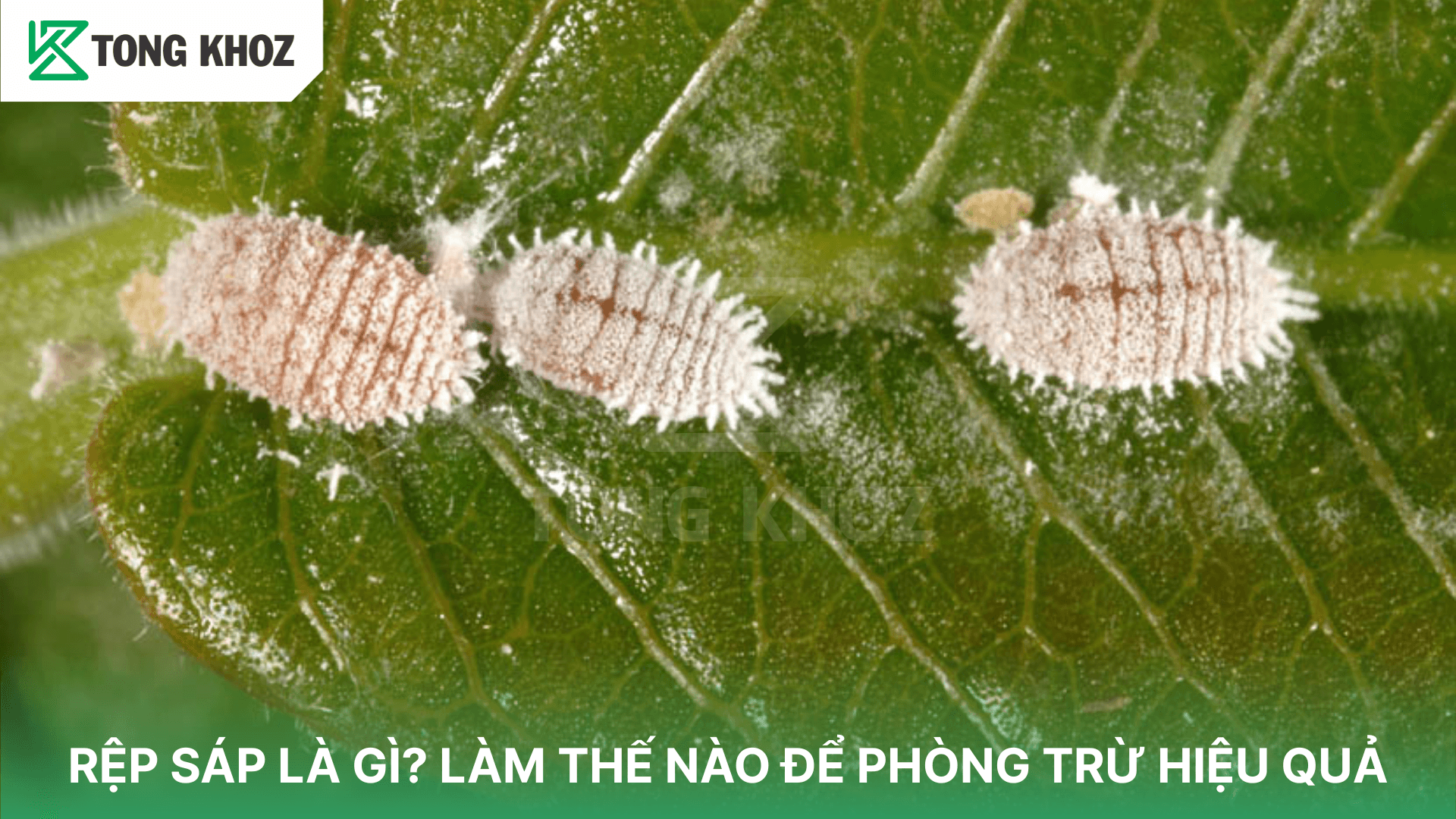RỆP SÁP LÀ GÌ? LÀM THẾ NÀO ĐỂ PHÒNG TRỪ HIỆU QUẢ