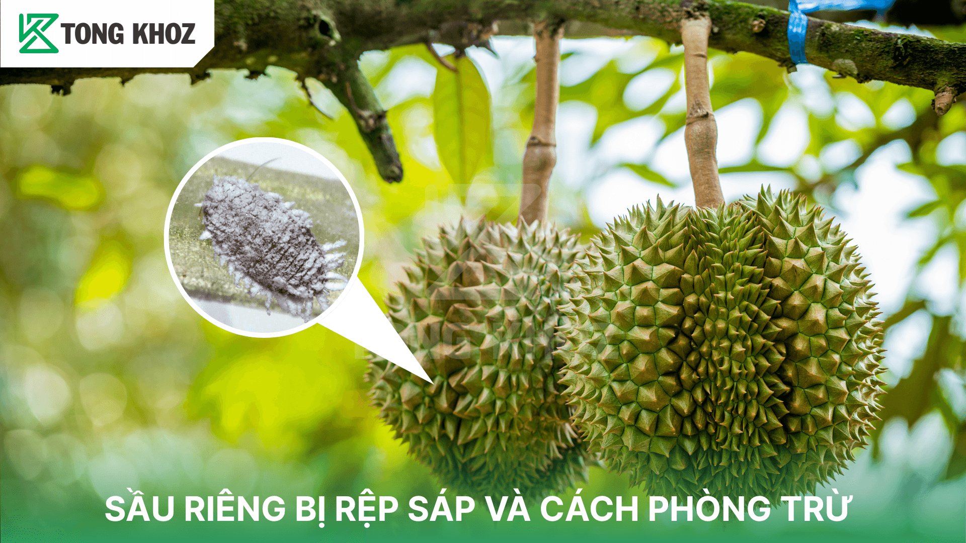 SẦU RIÊNG BỊ RỆP SÁP VÀ CÁCH PHÒNG TRỪ