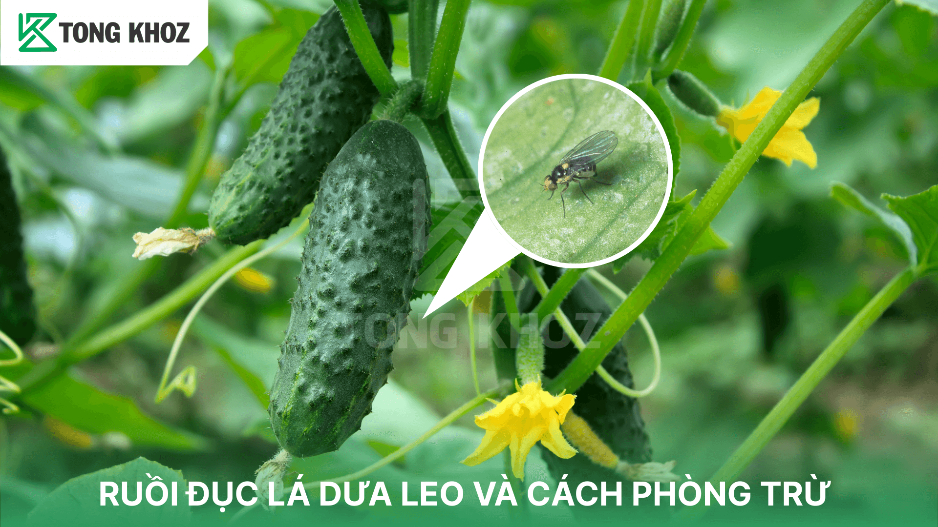RUỒI ĐỤC LÁ DƯA LEO VÀ CÁCH PHÒNG TRỪ