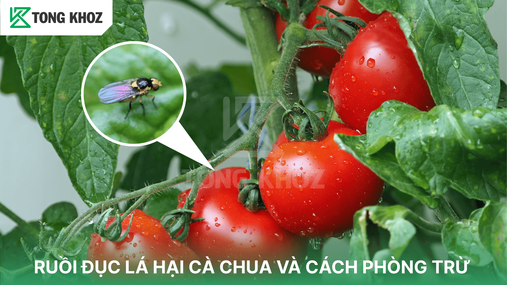 RUỒI ĐỤC LÁ HẠI CÀ CHUA VÀ CÁCH PHÒNG TRỪ