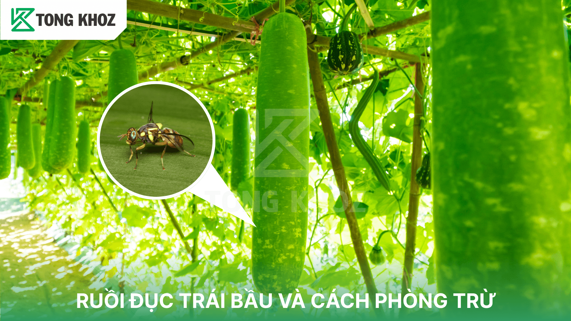 RUỒI ĐỤC TRÁI BẦU VÀ CÁCH PHÒNG TRỪ