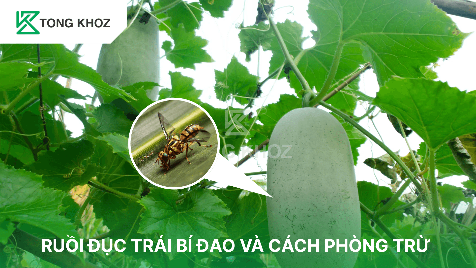 RUỒI ĐỤC TRÁI BÍ ĐAO VÀ CÁCH PHÒNG TRỪ