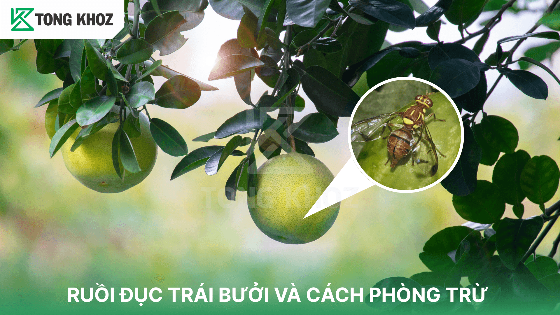 RUỒI ĐỤC TRÁI BƯỞI VÀ CÁCH PHÒNG TRỪ