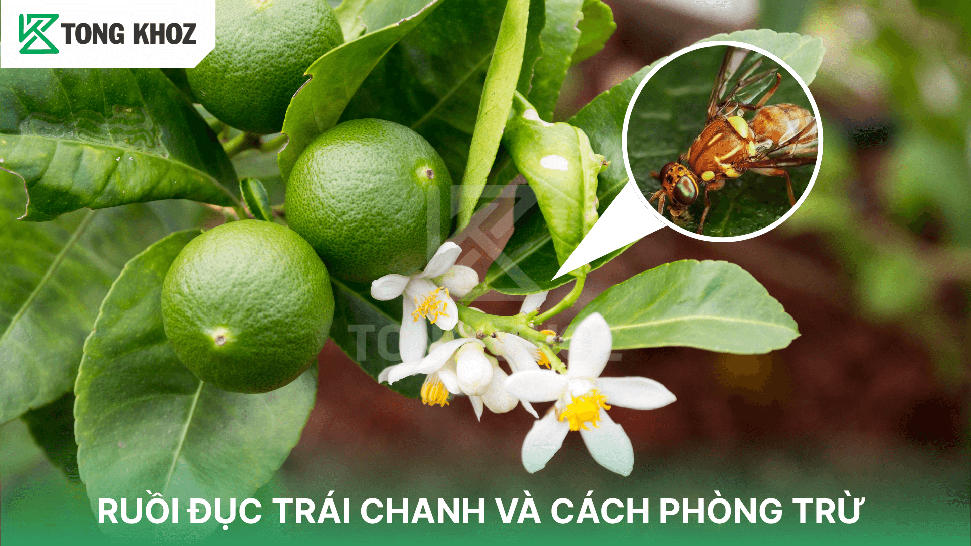 RUỒI ĐỤC TRÁI CHANH VÀ CÁCH PHÒNG TRỪ