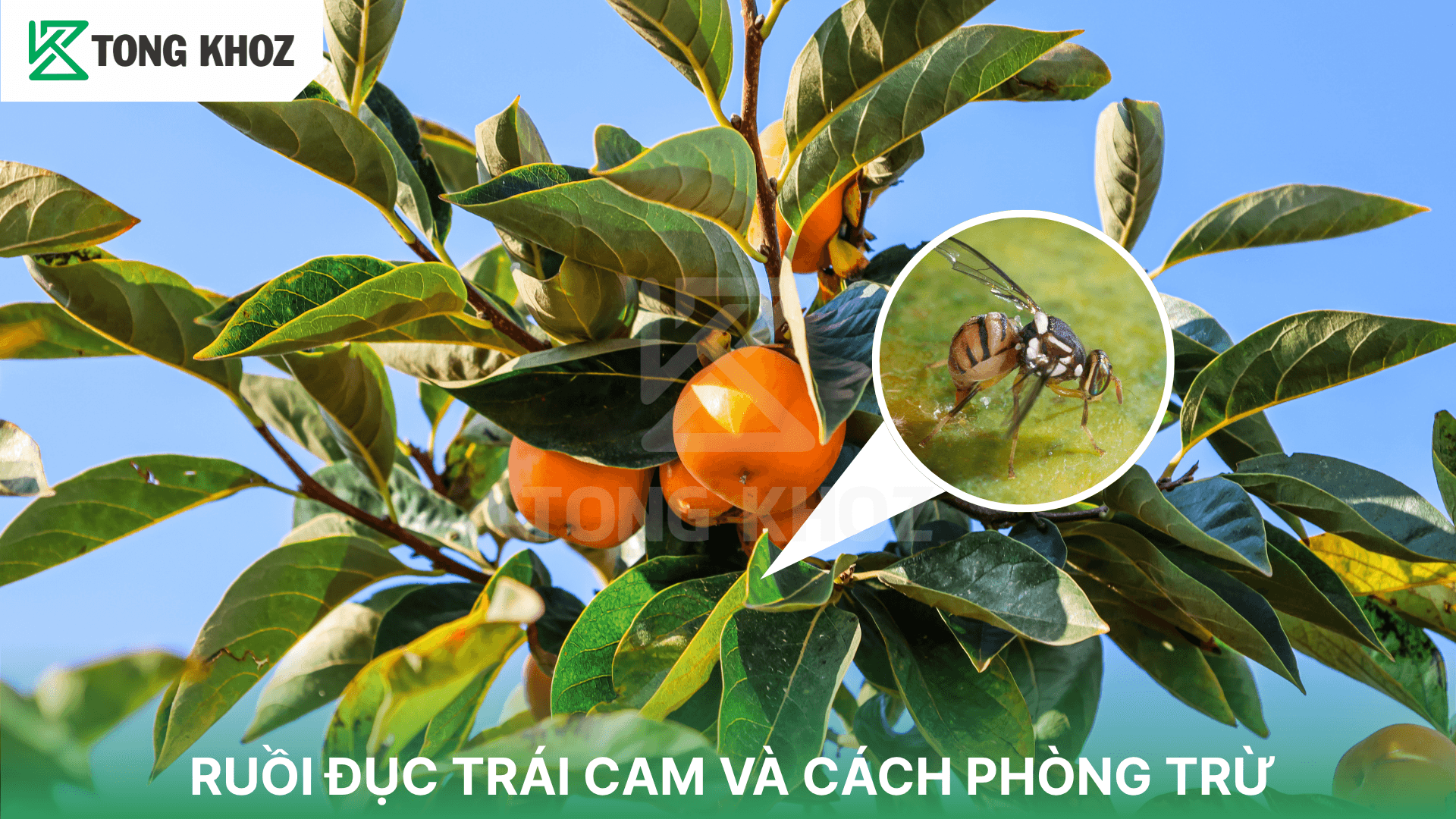 RUỒI ĐỤC TRÁI CAM VÀ CÁCH PHÒNG TRỪ