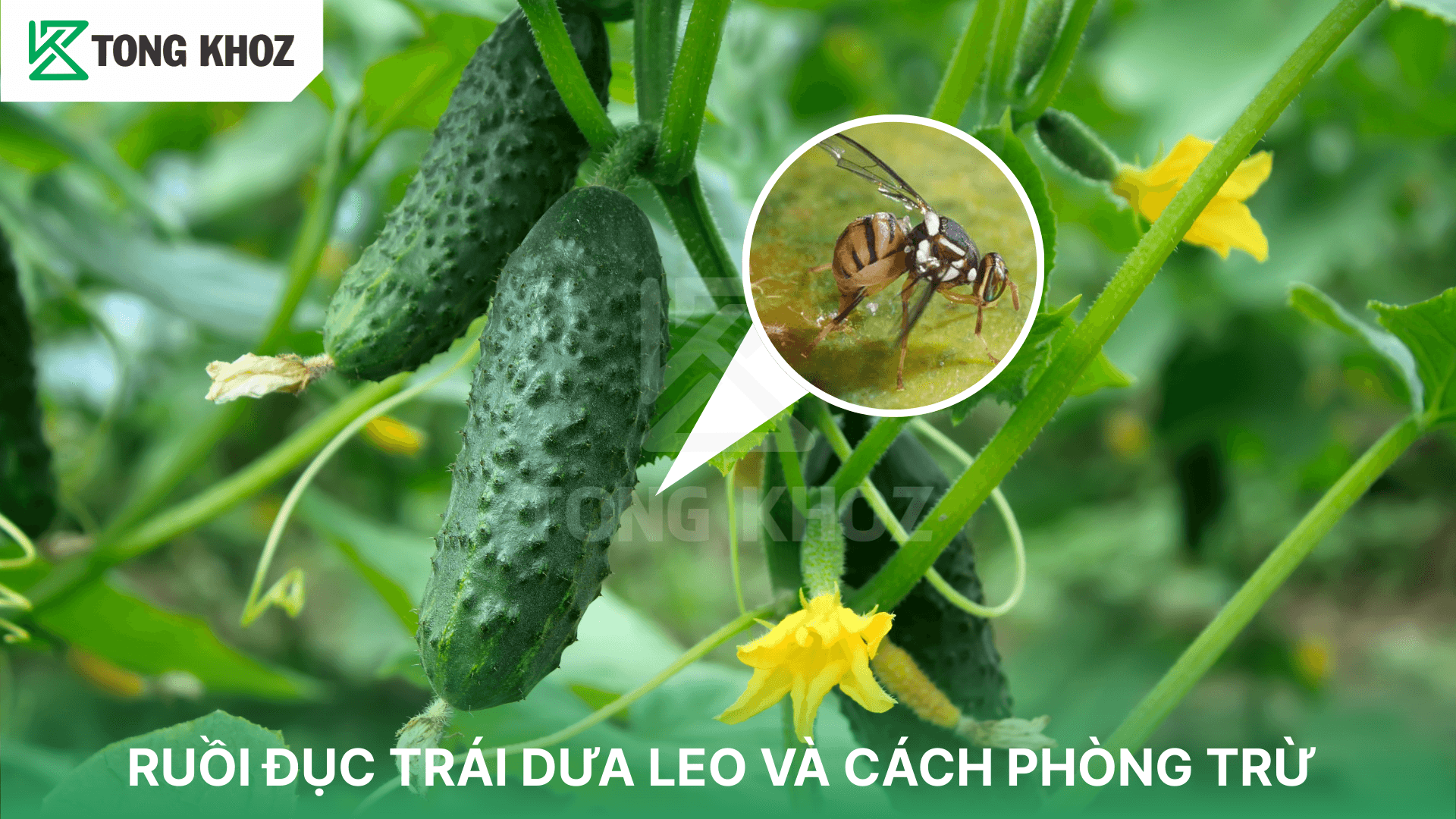 RUỒI ĐỤC TRÁI DƯA LEO VÀ CÁCH PHÒNG TRỪ