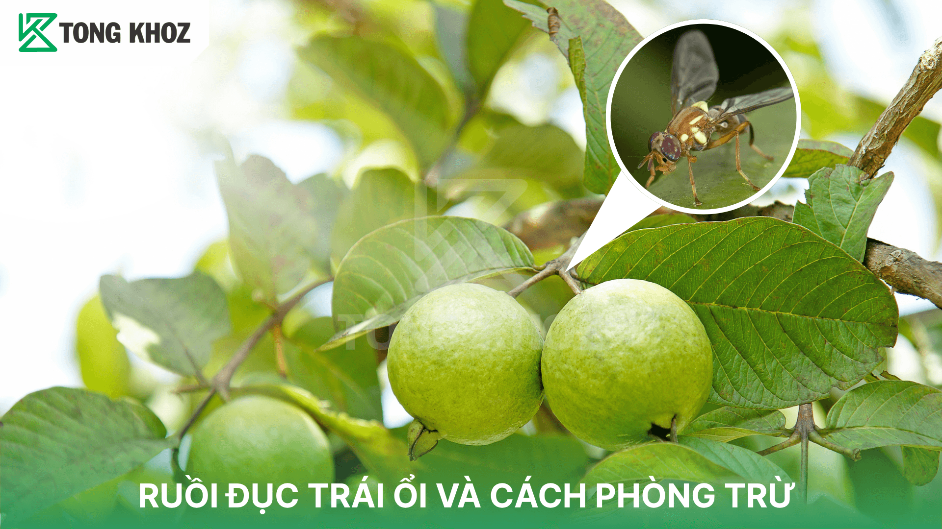 RUỒI ĐỤC TRÁI ỔI VÀ CÁCH PHÒNG TRỪ