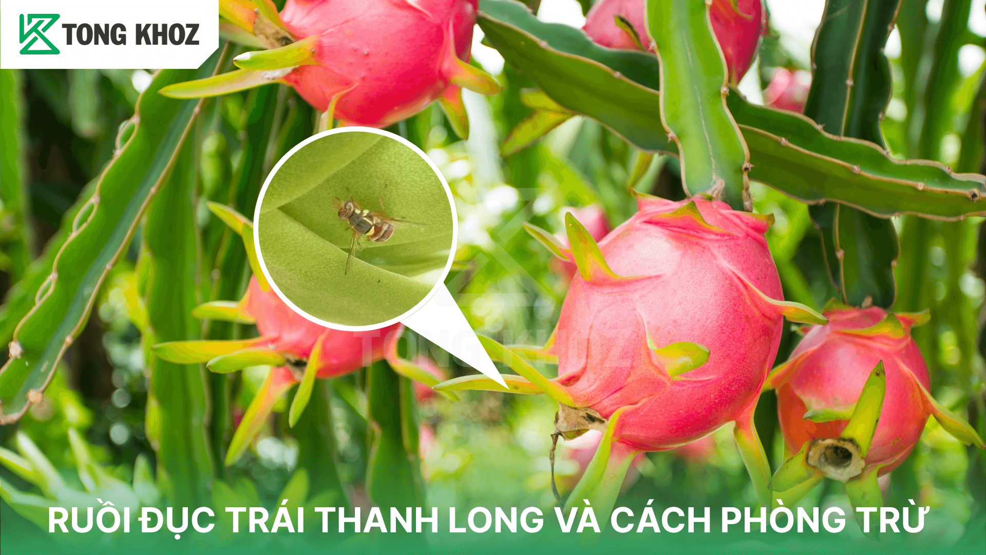 RUỒI ĐỤC TRÁI THANH LONG VÀ CÁCH PHÒNG TRỪ