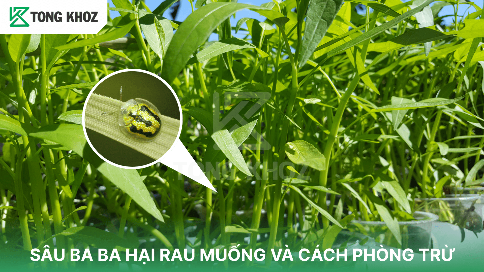 SÂU BA BA HẠI RAU MUỐNG VÀ CÁCH PHÒNG TRỪ