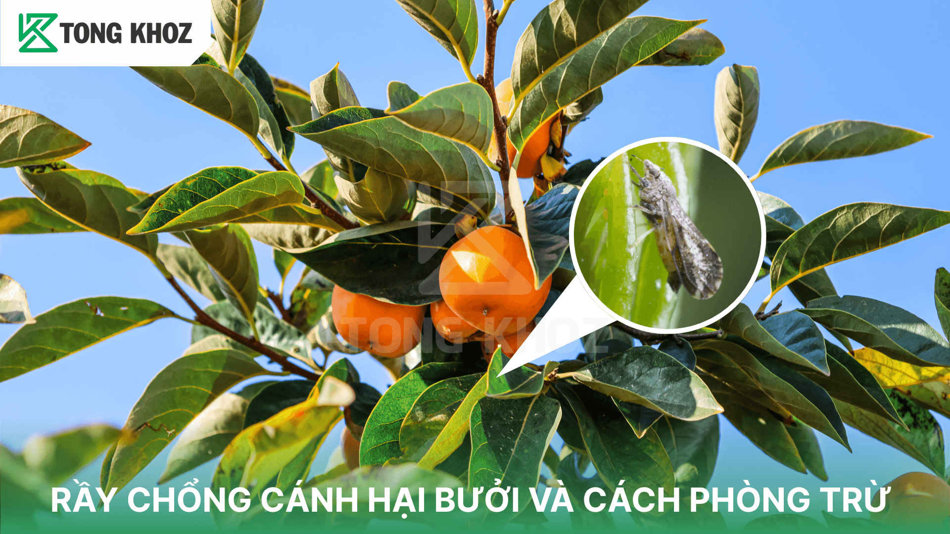 RẦY CHỔNG CÁNH HẠI BƯỞI VÀ CÁCH PHÒNG TRỪ