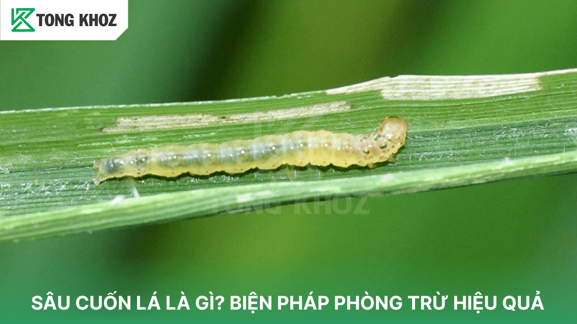SÂU CUỐN LÁ LÀ GÌ? BIỆN PHÁP PHÒNG TRỪ HIỆU QUẢ