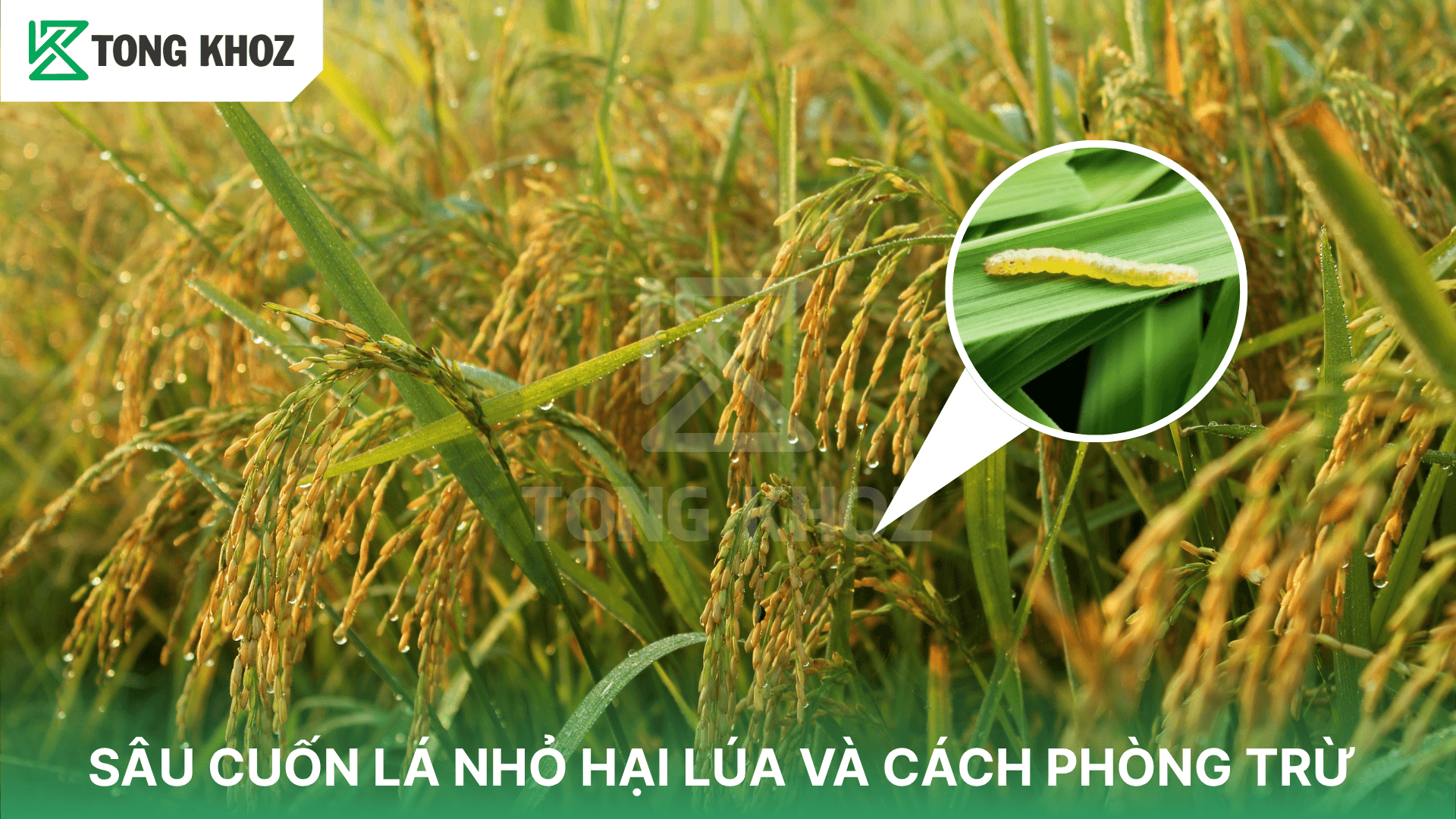 SÂU CUỐN LÁ NHỎ HẠI LÚA VÀ CÁCH PHÒNG TRỪ