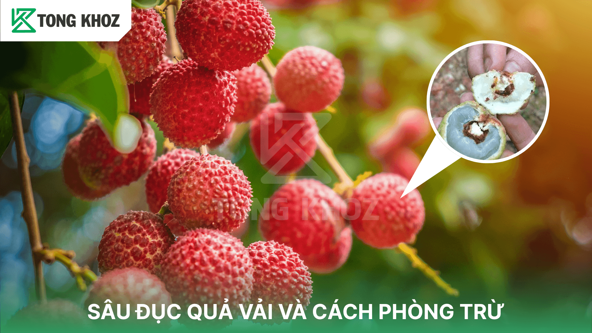 SÂU ĐỤC QUẢ VẢI VÀ CÁCH PHÒNG TRỪ