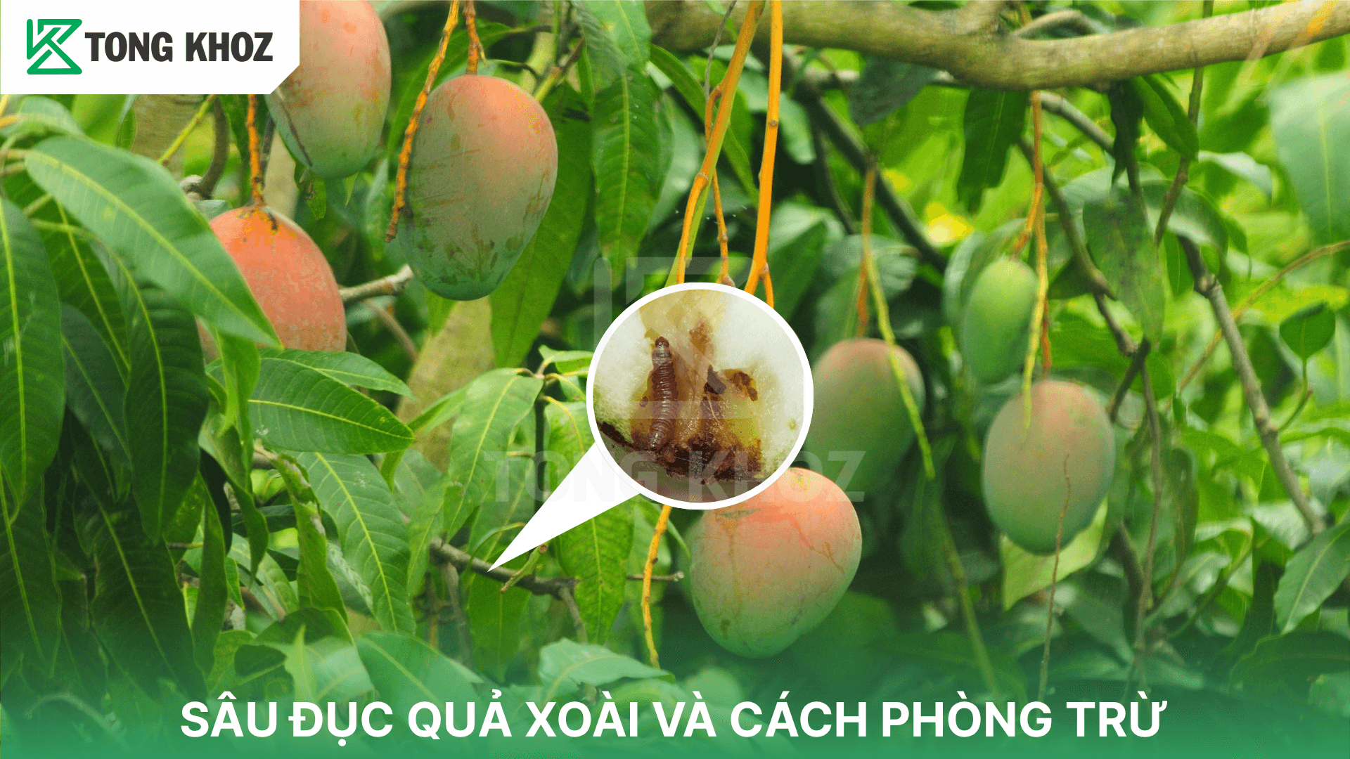SÂU ĐỤC QUẢ XOÀI VÀ CÁCH PHÒNG TRỪ