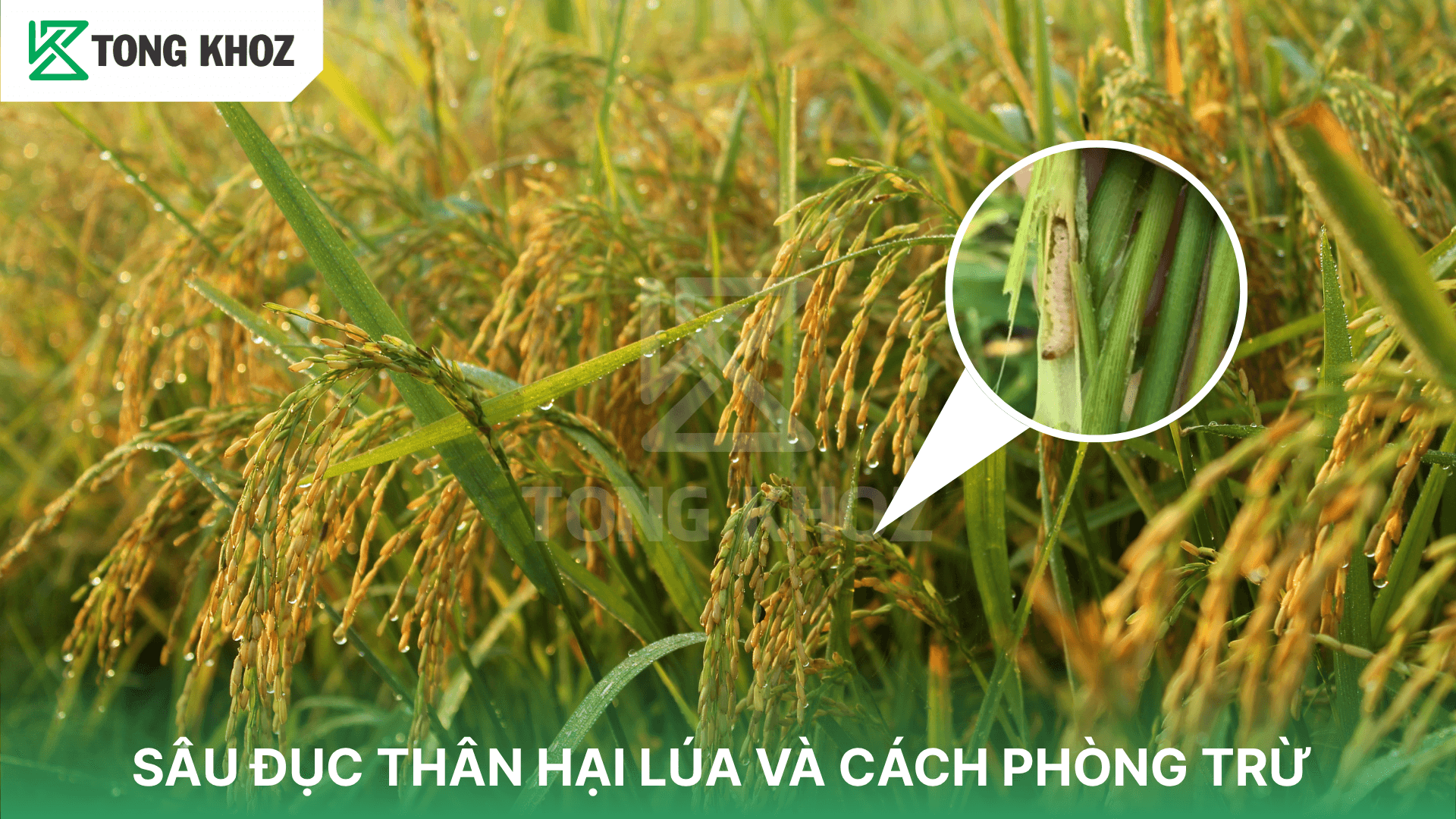 SÂU ĐỤC THÂN HẠI LÚA VÀ CÁCH PHÒNG TRỪ