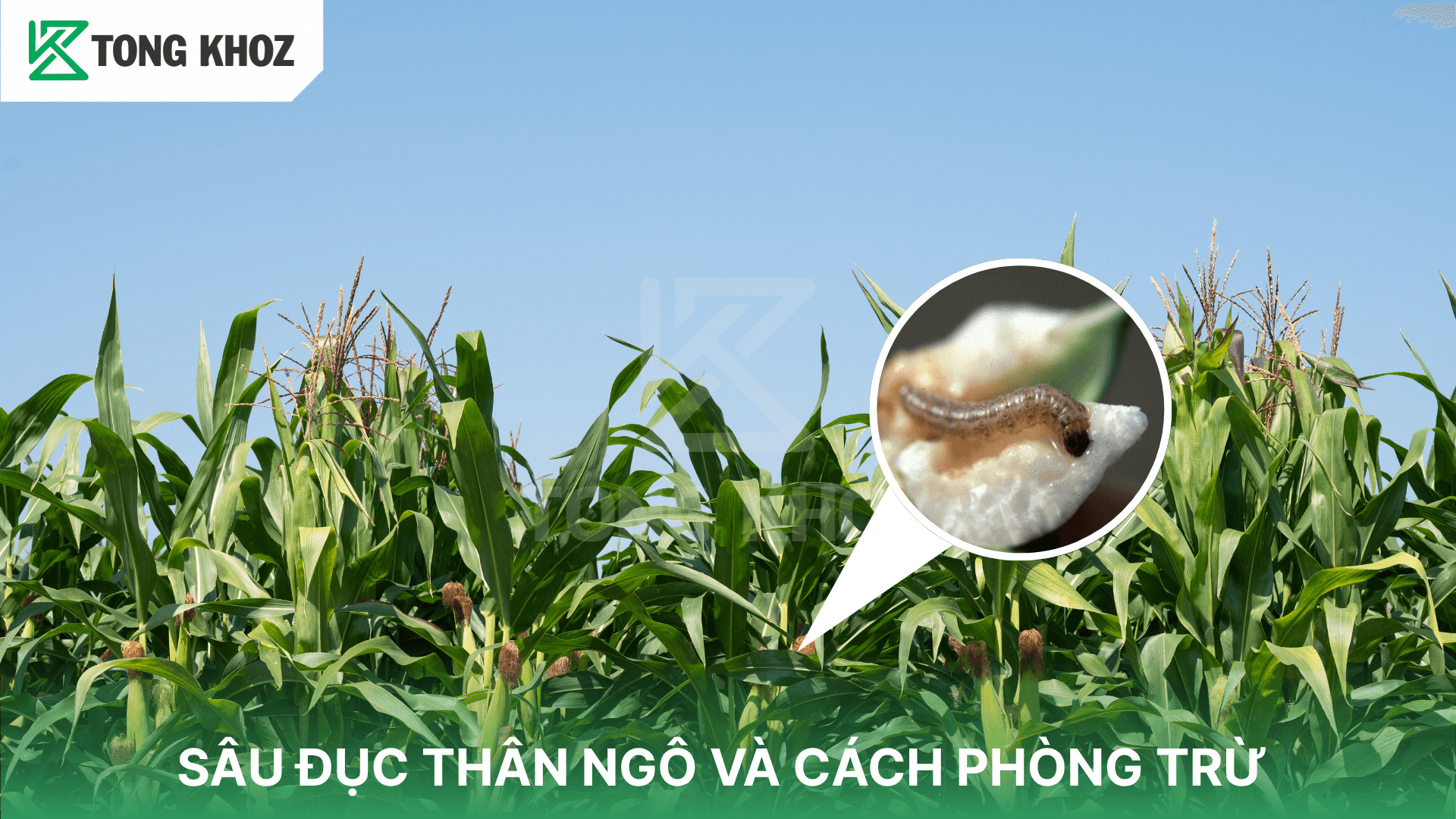 SÂU ĐỤC THÂN HẠI NGÔ VÀ CÁCH PHÒNG TRỪ
