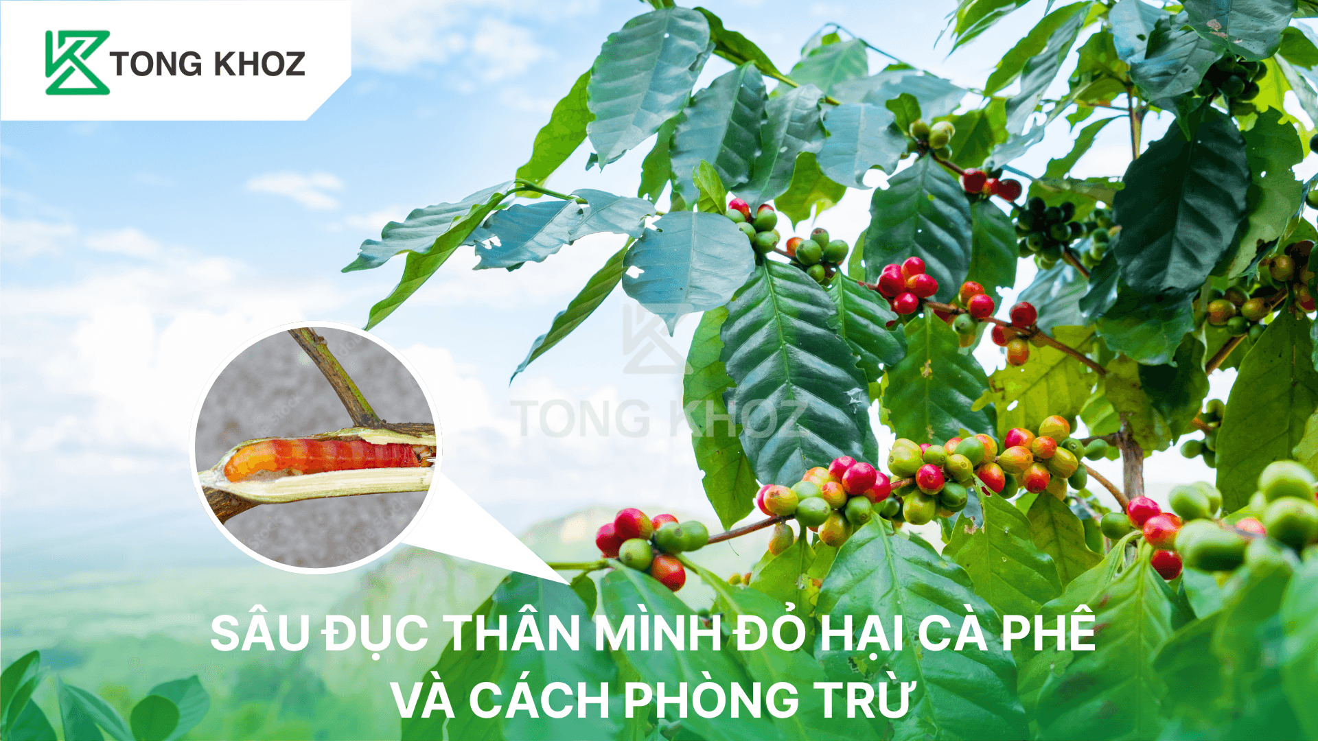 SÂU ĐỤC THÂN MÌNH ĐỎ HẠI CÀ PHÊ VÀ CÁCH PHÒNG TRỪ