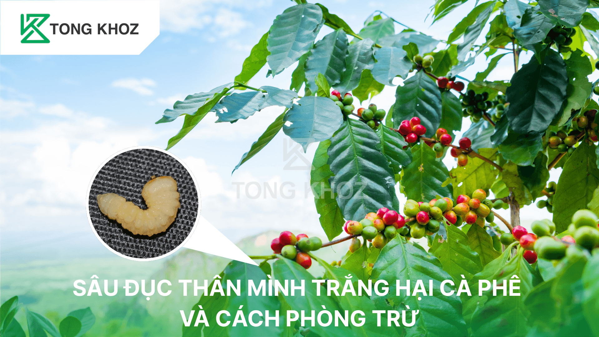 SÂU ĐỤC THÂN MÌNH TRẮNG HẠI CÀ PHÊ VÀ CÁCH PHÒNG TRỪ