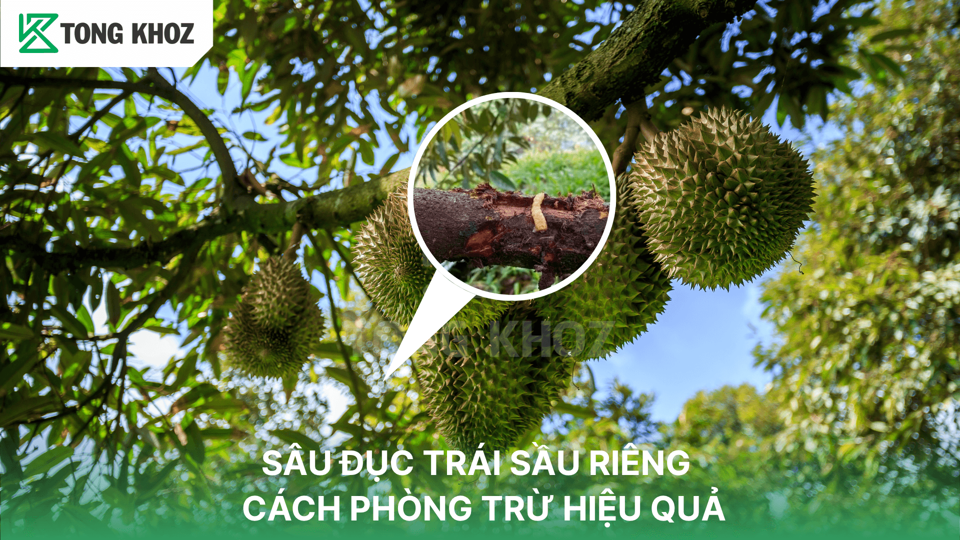 SÂU ĐỤC THÂN TRÊN SẦU RIÊNG VÀ CÁCH PHÒNG TRỪ