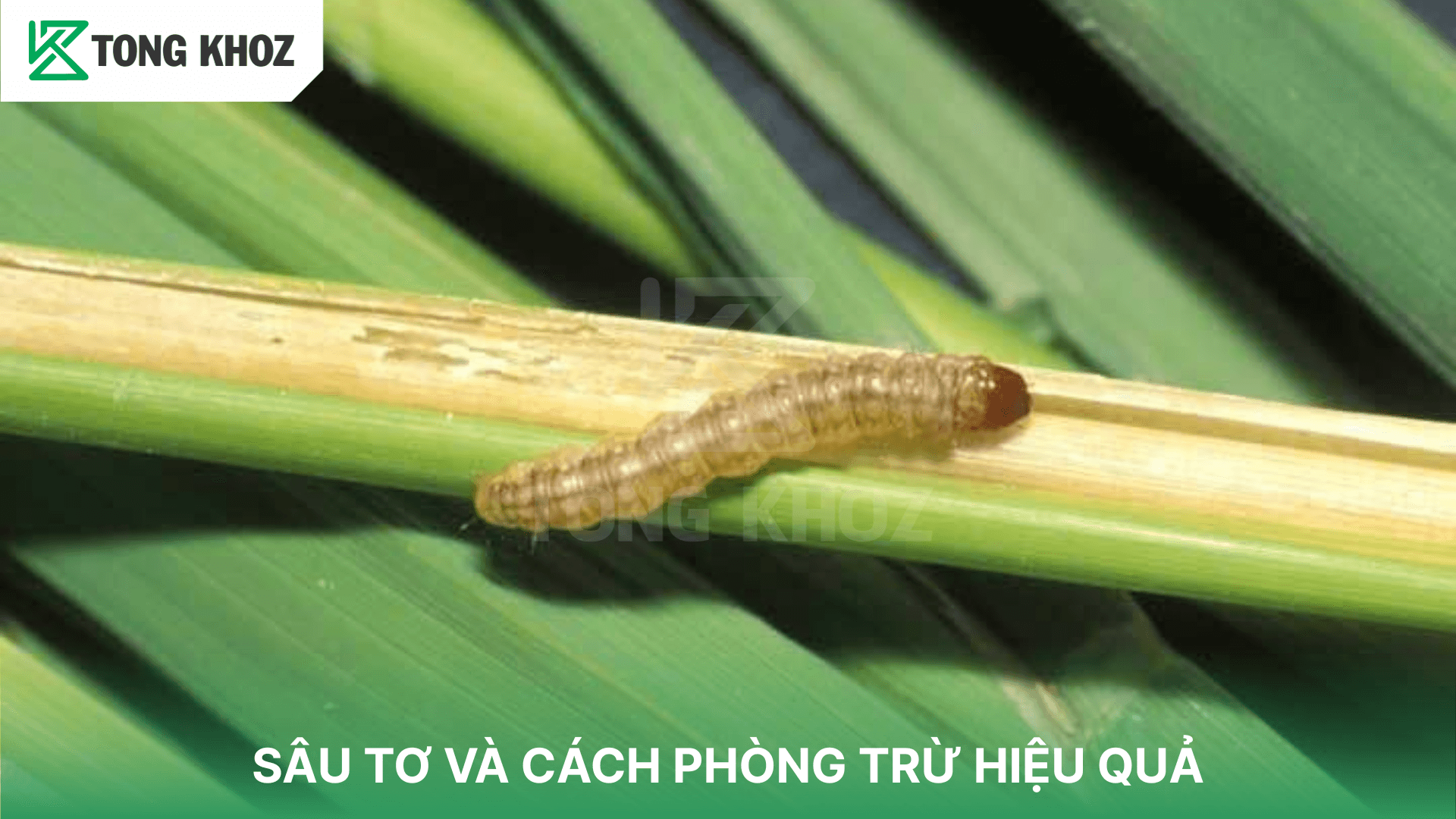 SÂU ĐỤC THÂN HẠI CÂY VÀ CÁCH PHÒNG TRỪ HIỆU QUẢ