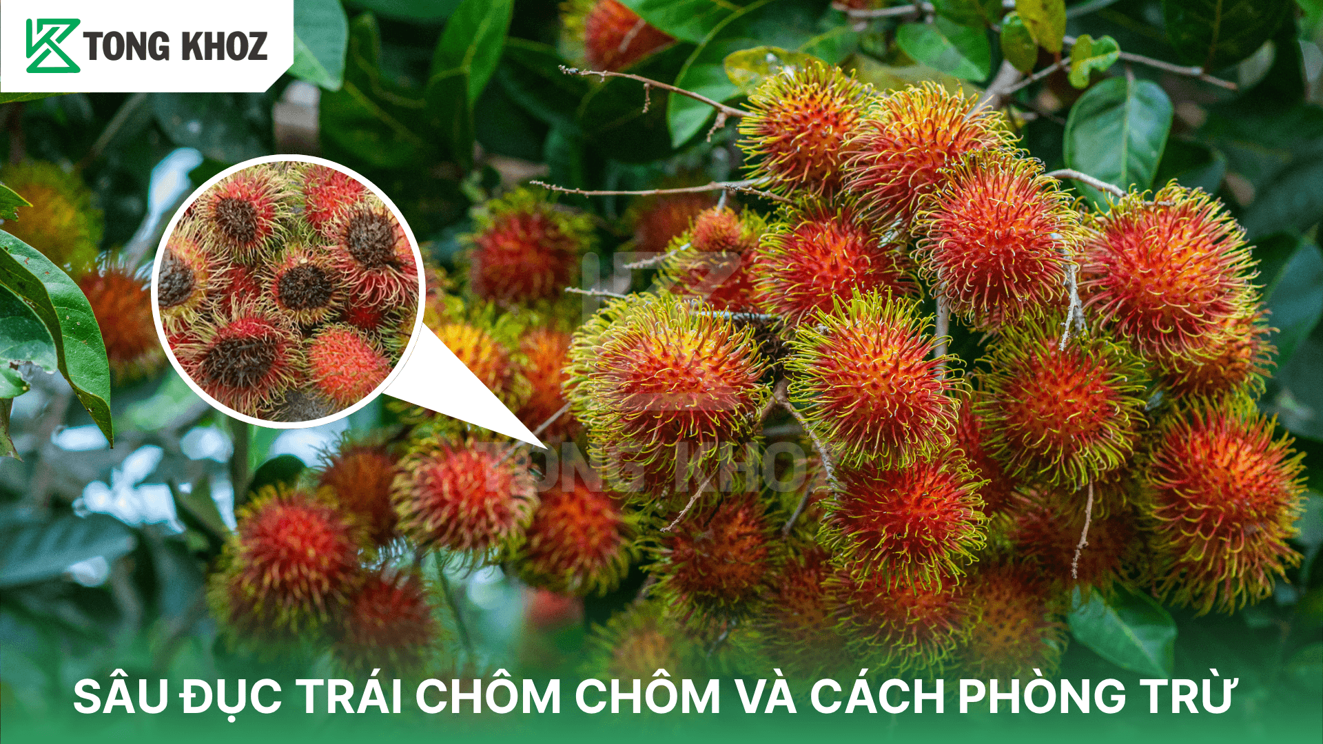 SÂU ĐỤC TRÁI CHÔM CHÔM VÀ CÁCH PHÒNG TRỪ