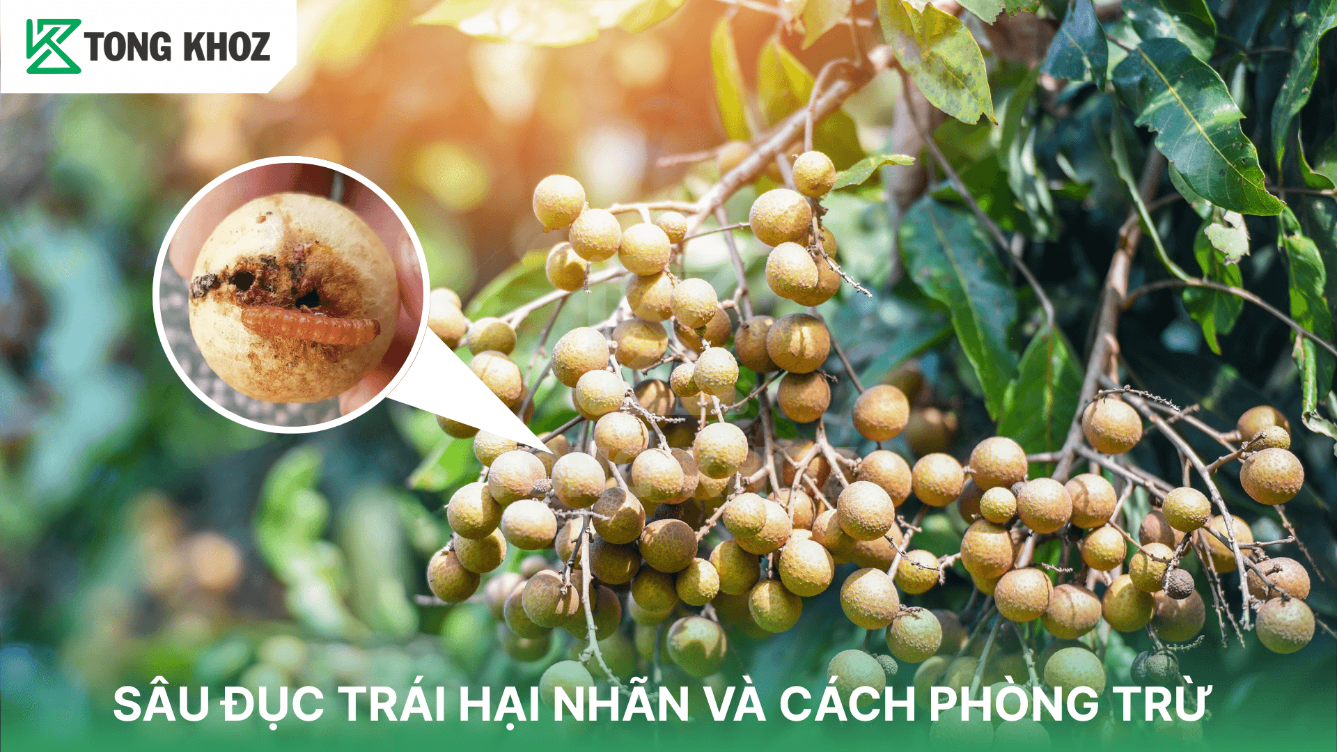 SÂU ĐỤC TRÁI HẠI NHÃN VÀ CÁCH PHÒNG TRỪ