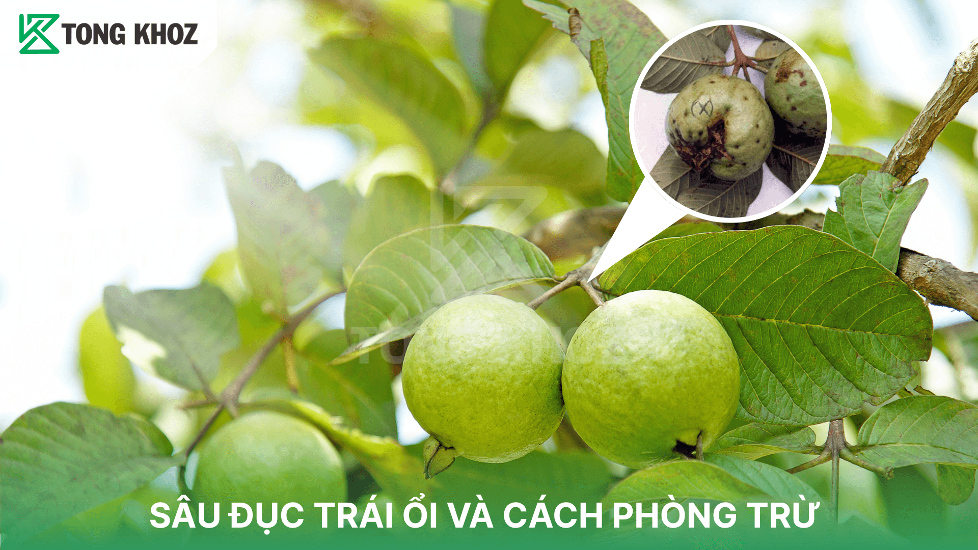 SÂU ĐỤC TRÁI ỔI VÀ CÁCH PHÒNG TRỪ