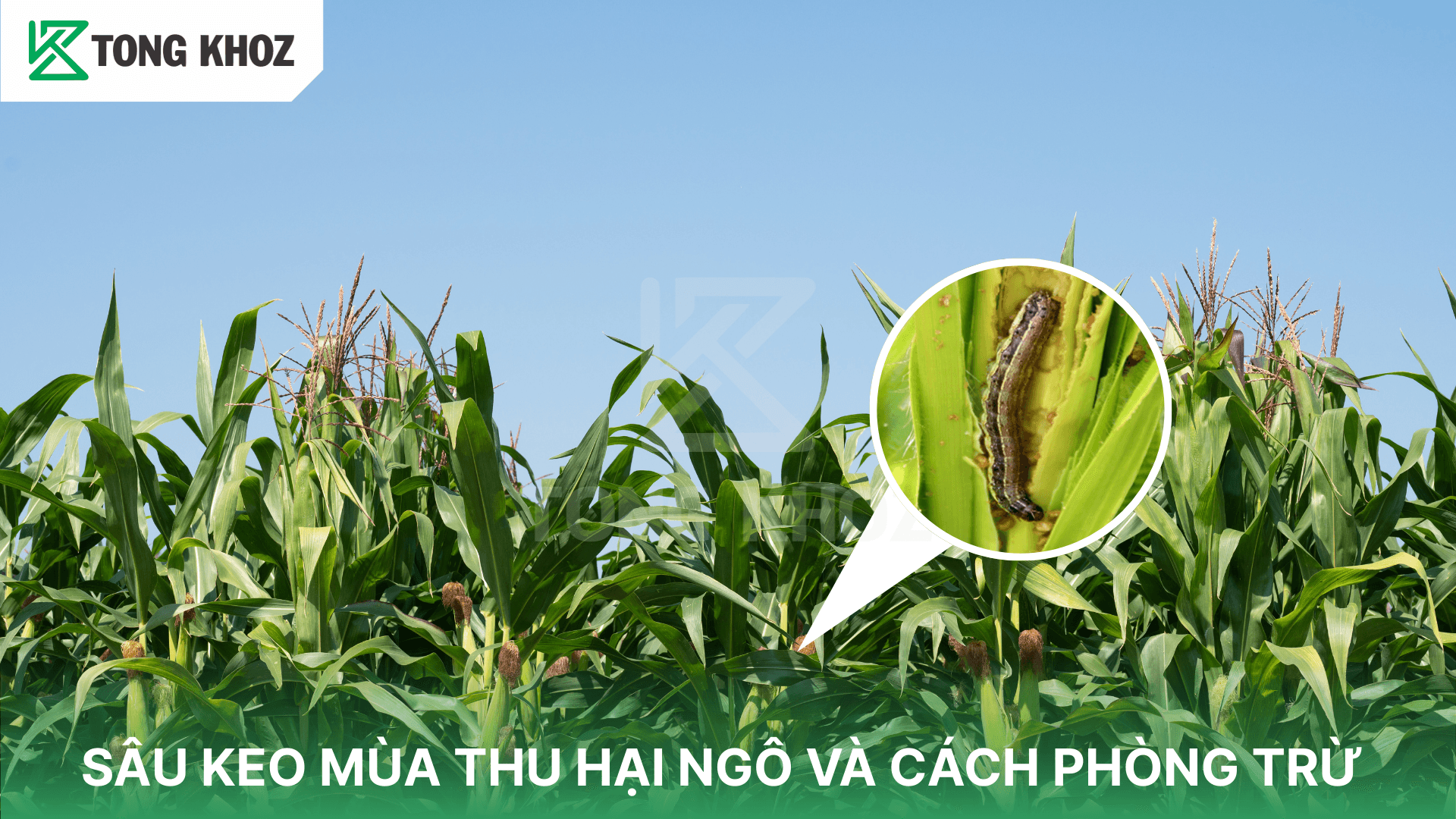 SÂU KEO MÙA THU HẠI NGÔ VÀ CÁCH PHÒNG TRỪ