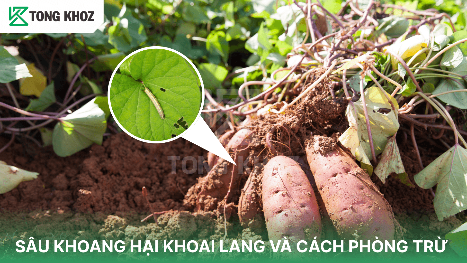 SÂU KHOANG HẠI KHOAI LANG VÀ CÁCH PHÒNG TRỪ