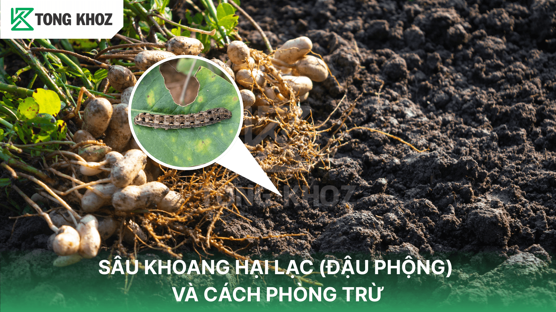 SÂU KHOANG HẠI LẠC (ĐẬU PHỘNG) VÀ CÁCH PHÒNG TRỪ