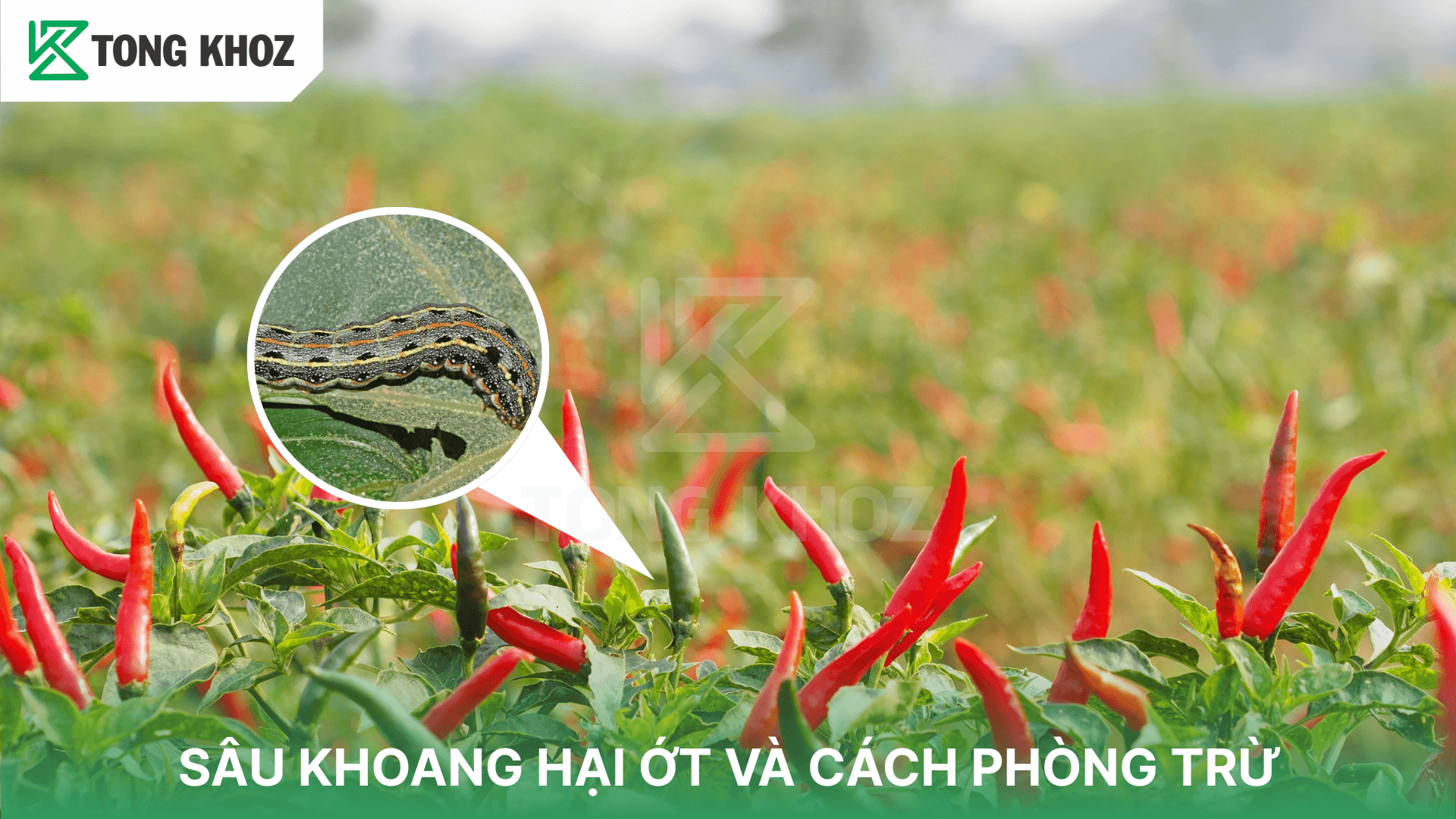 SÂU KHOANG HẠI ỚT VÀ CÁCH PHÒNG TRỪ