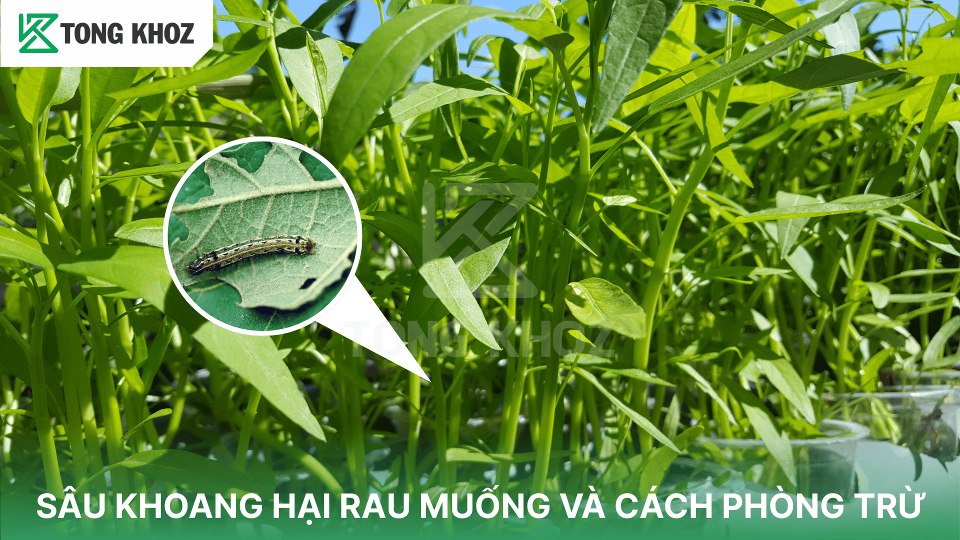 SÂU KHOANG HẠI RAU MUỐNG VÀ CÁCH PHÒNG TRỪ
