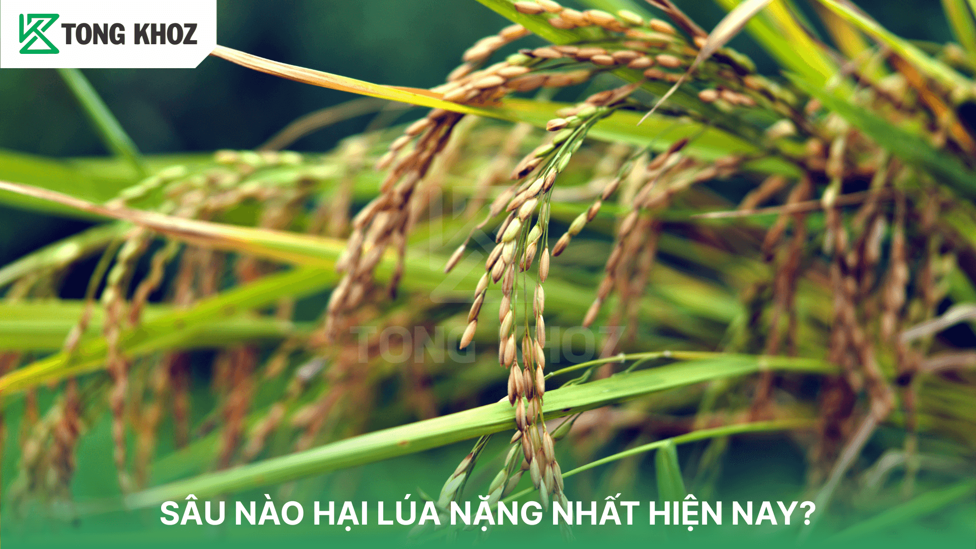 SÂU NÀO HẠI LÚA NẶNG NHẤT HIỆN NAY?