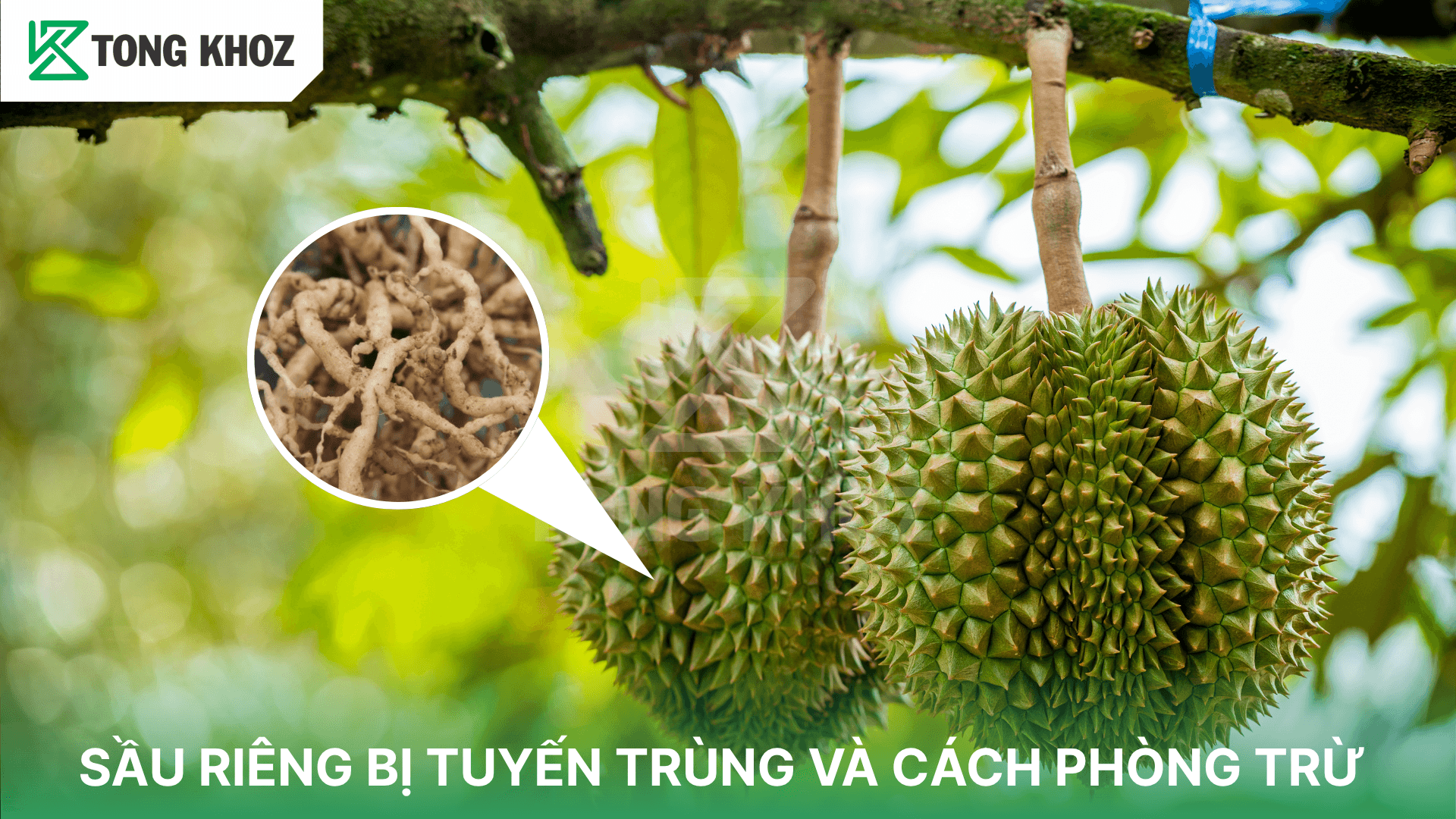 SẦU RIÊNG BỊ TUYẾN TRÙNG VÀ CÁCH PHÒNG TRỪ