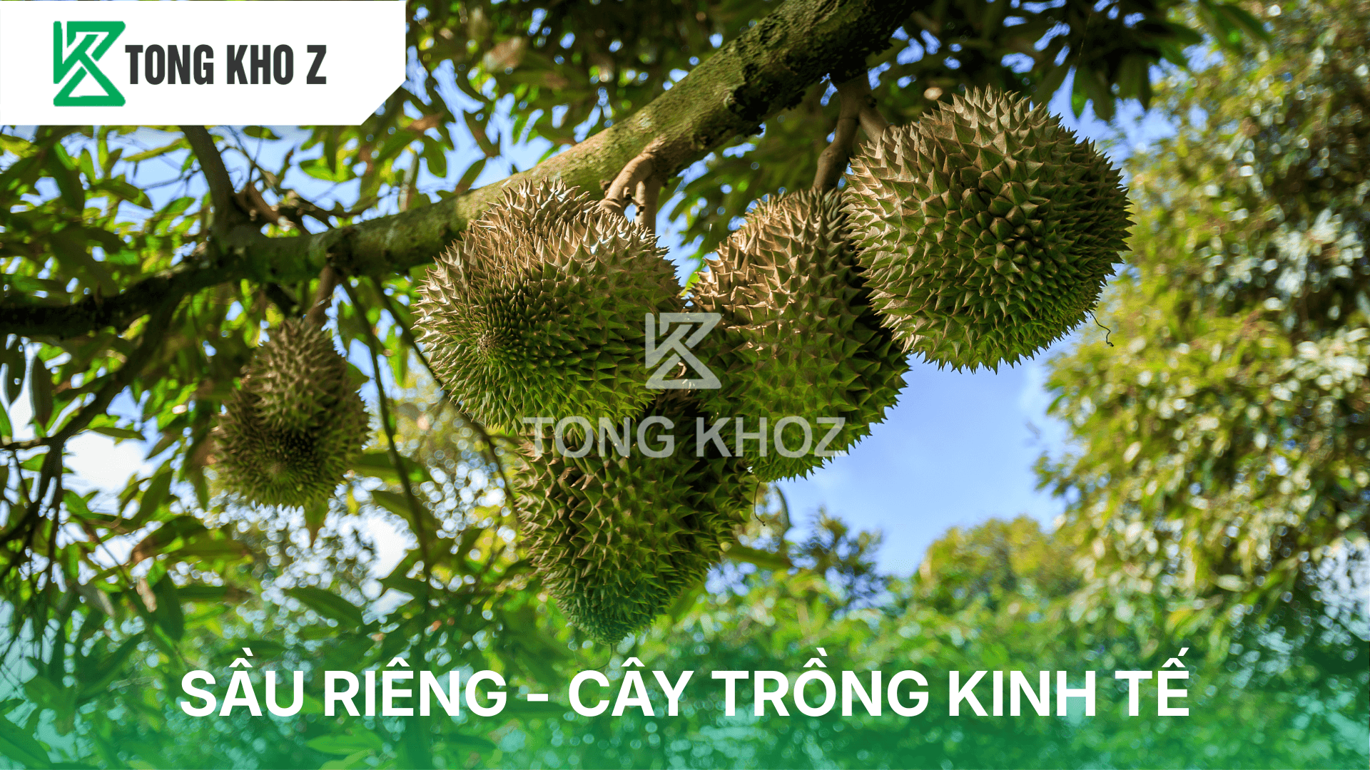 SẦU RIÊNG – CÂY TRỒNG KINH TẾ