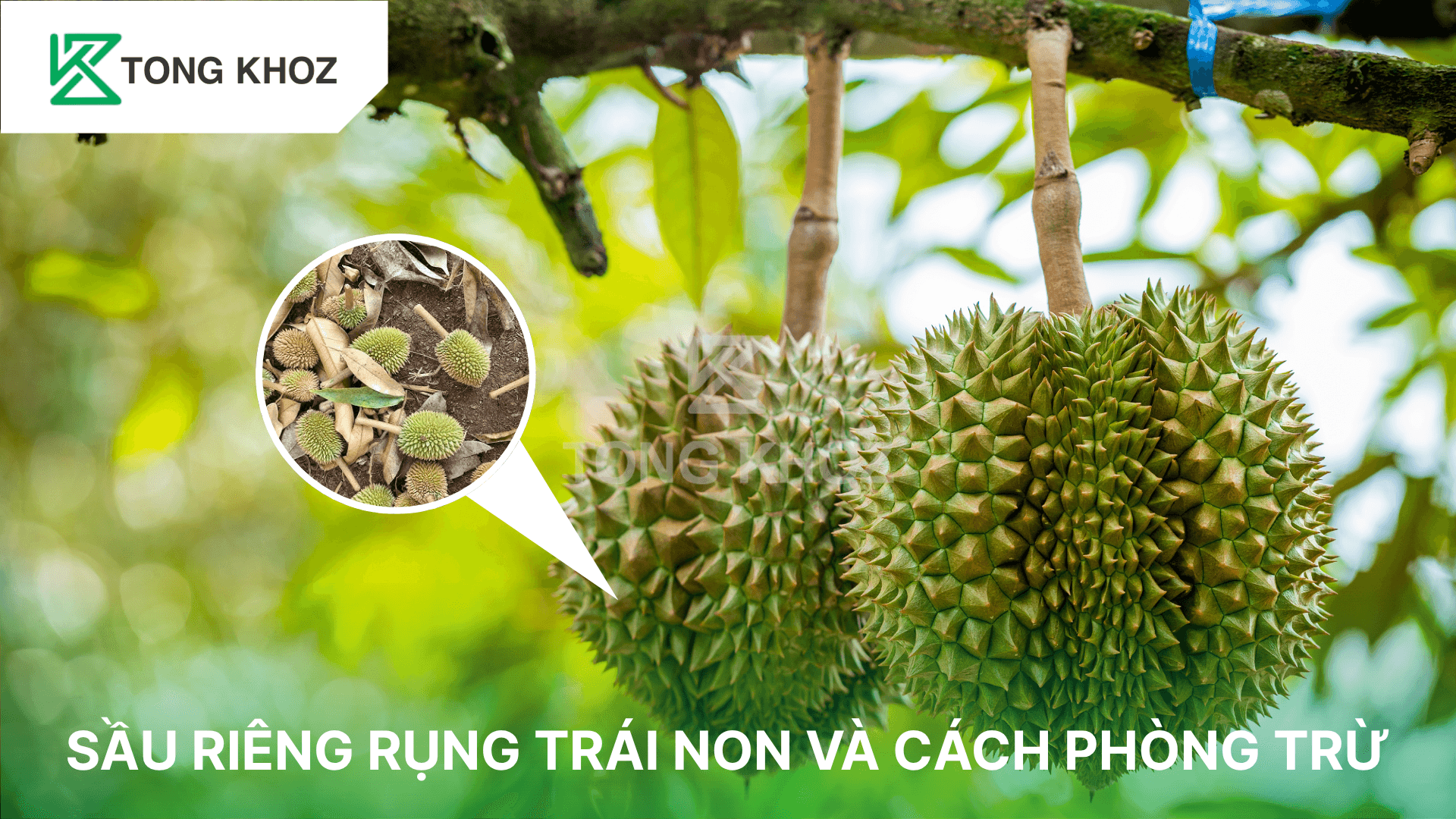 SẦU RIÊNG RỤNG TRÁI NON VÀ CÁCH PHÒNG TRỪ