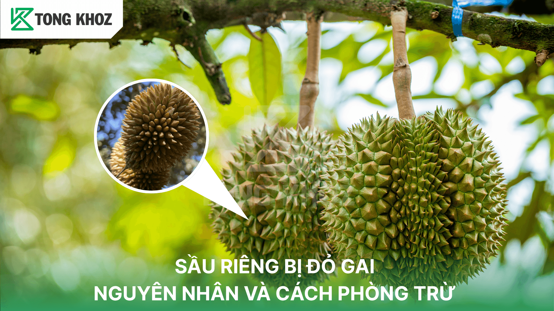 SẦU RIÊNG BỊ ĐỎ GAI – NGUYÊN NHÂN VÀ CÁCH PHÒNG TRỪ