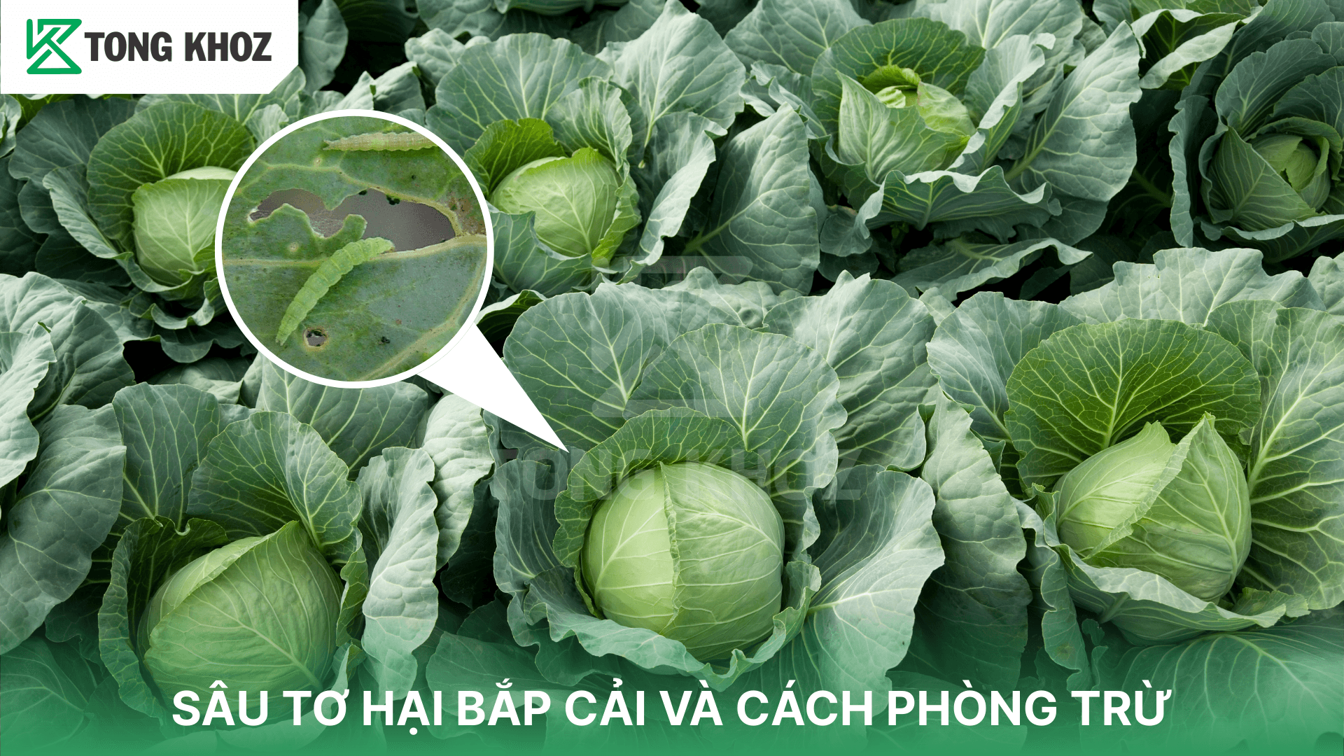 SÂU TƠ HẠI BẮP CẢI VÀ CÁCH PHÒNG TRỪ