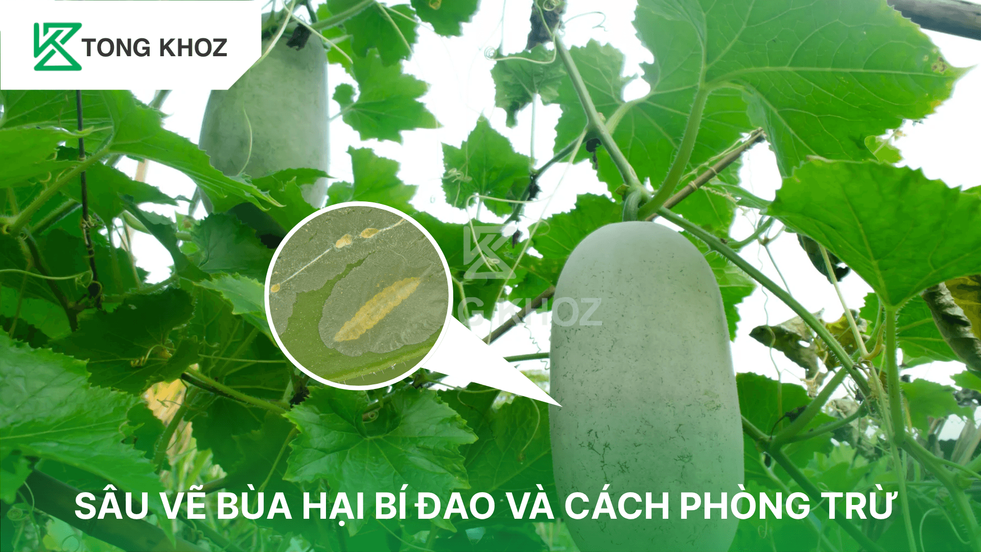 SÂU VẼ BÙA HẠI BÍ ĐAO VÀ CÁCH PHÒNG TRỪ