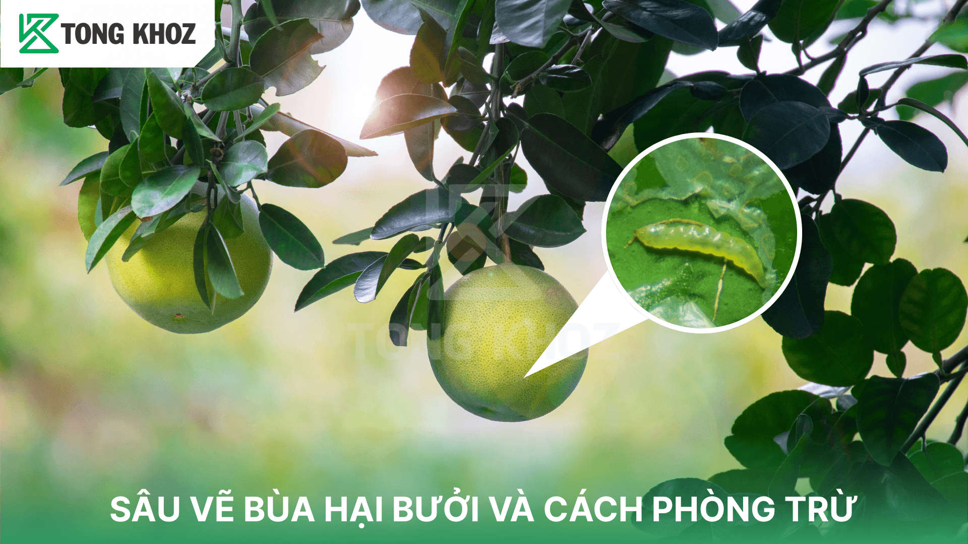 SÂU VẼ BÙA HẠI BƯỞI VÀ CÁCH PHÒNG TRỪ