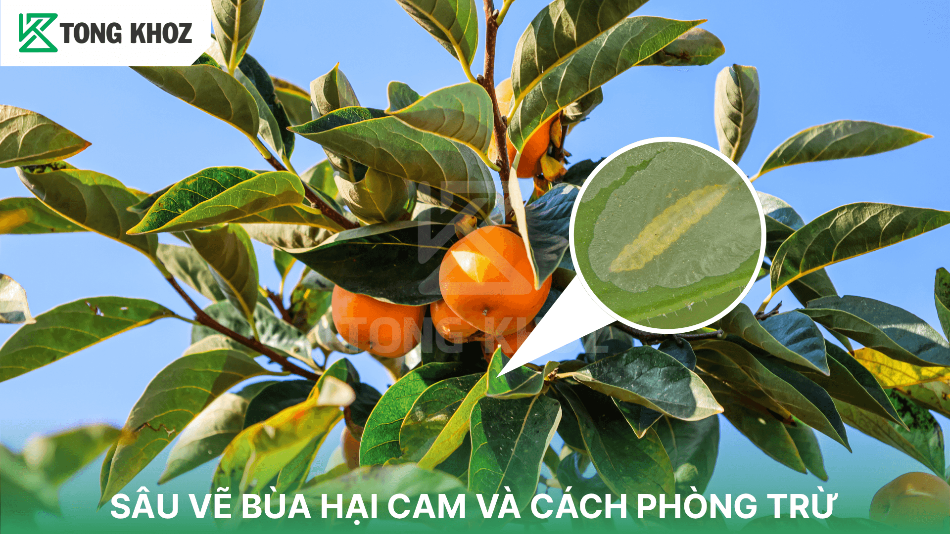 SÂU VẼ BÙA HẠI CAM VÀ CÁCH PHÒNG TRỪ